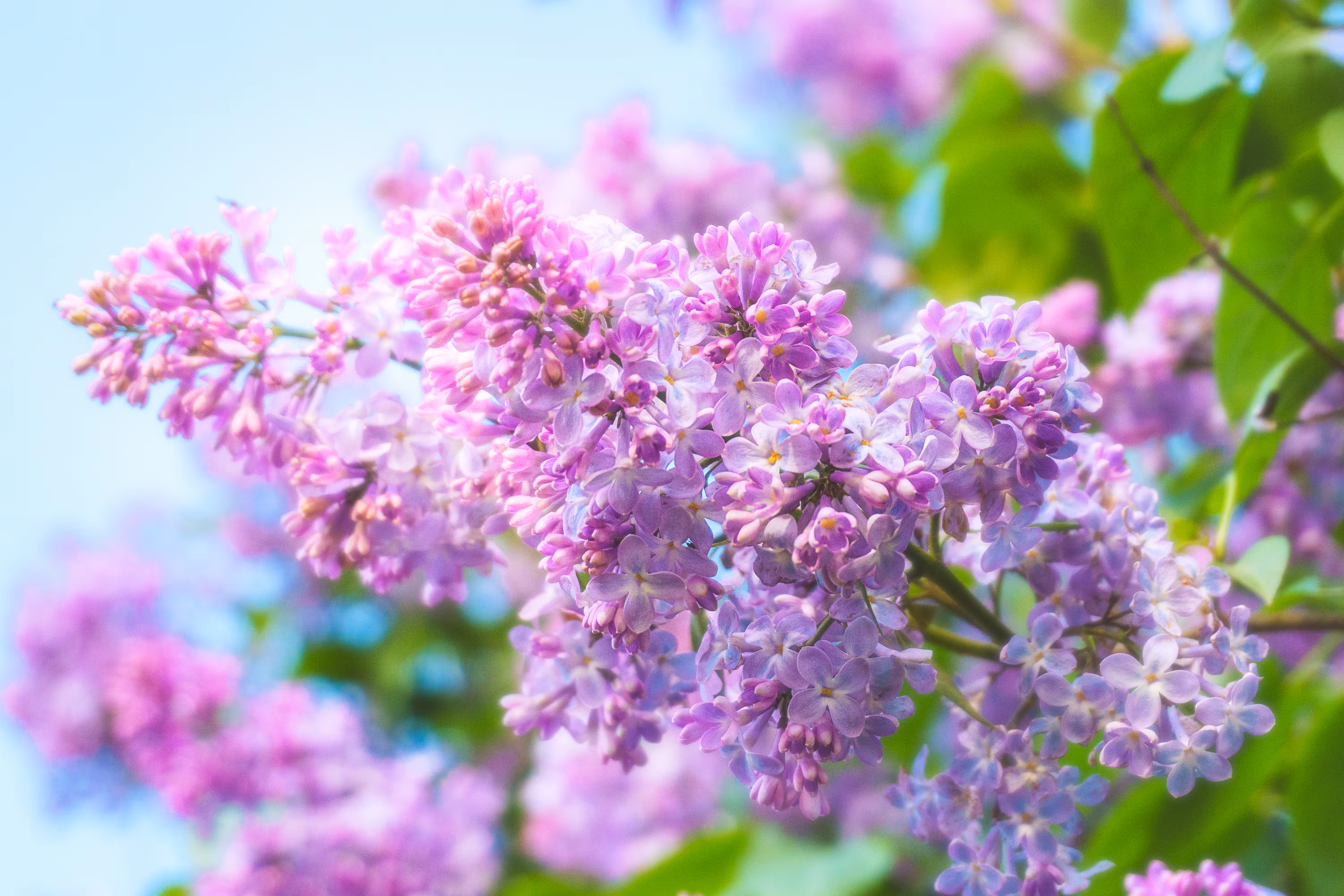 Horizons: Lavender Waltz
