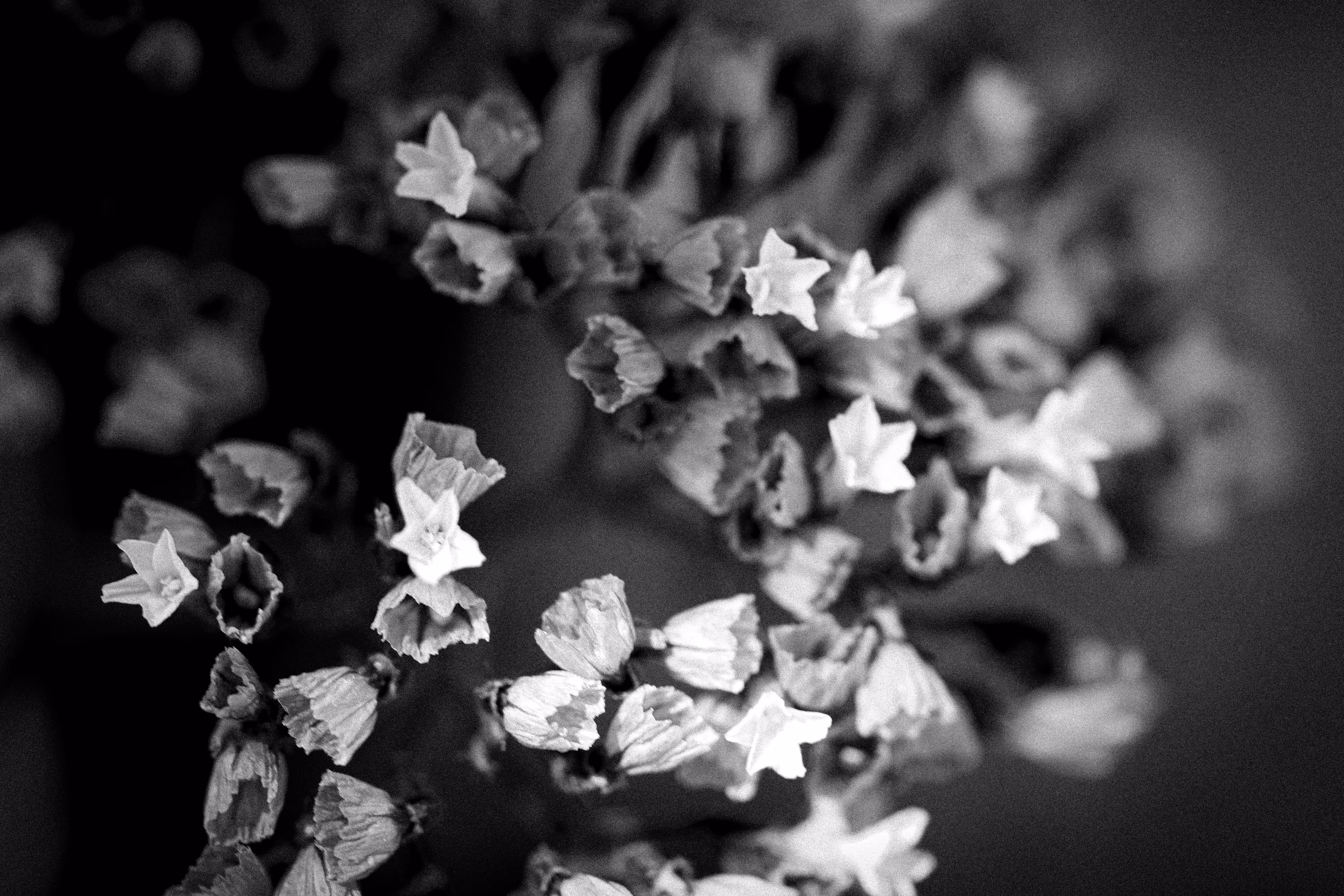 flora 2