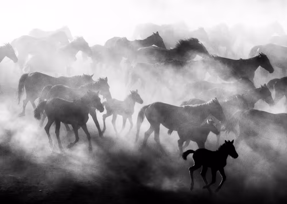 horses