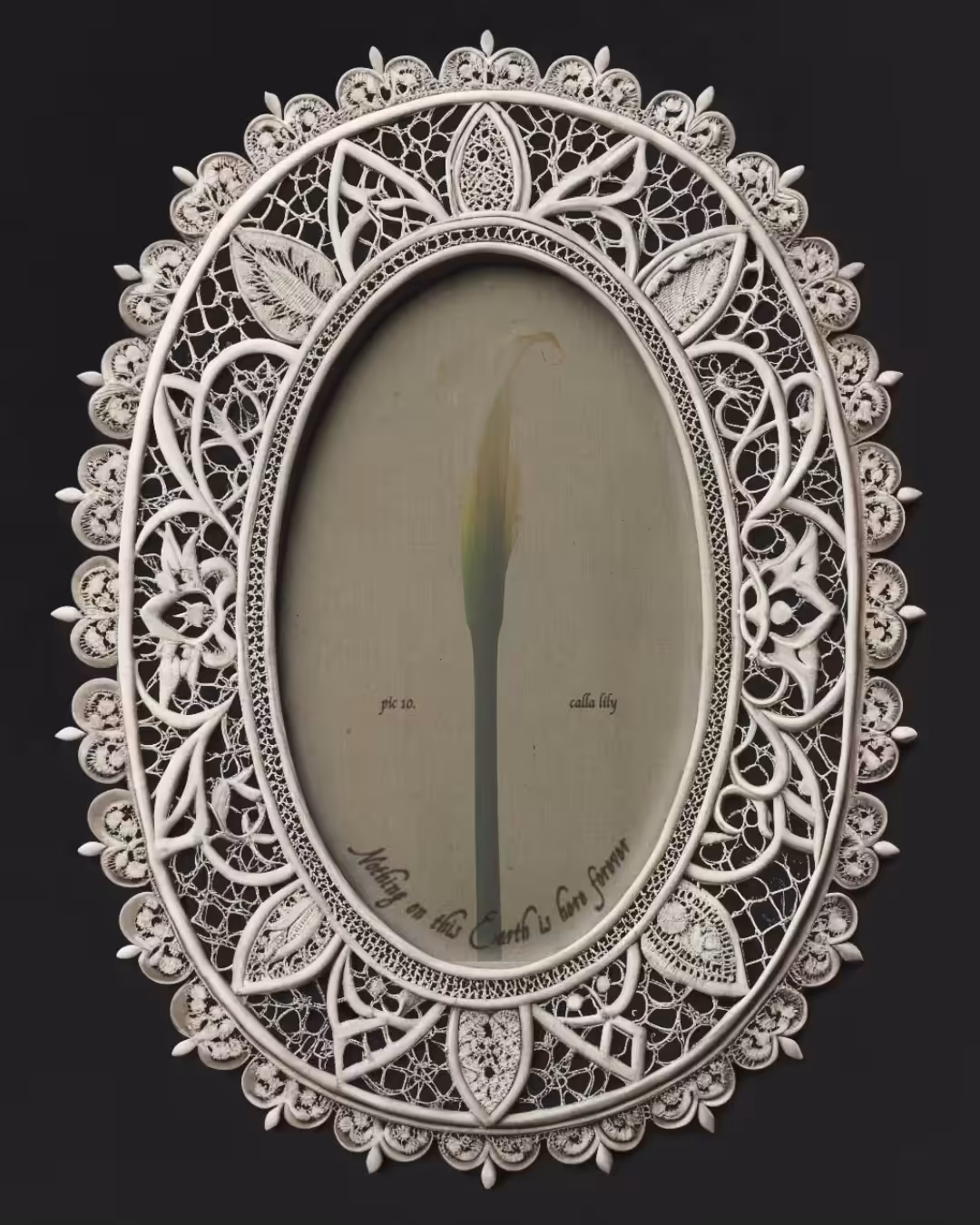 calla lily