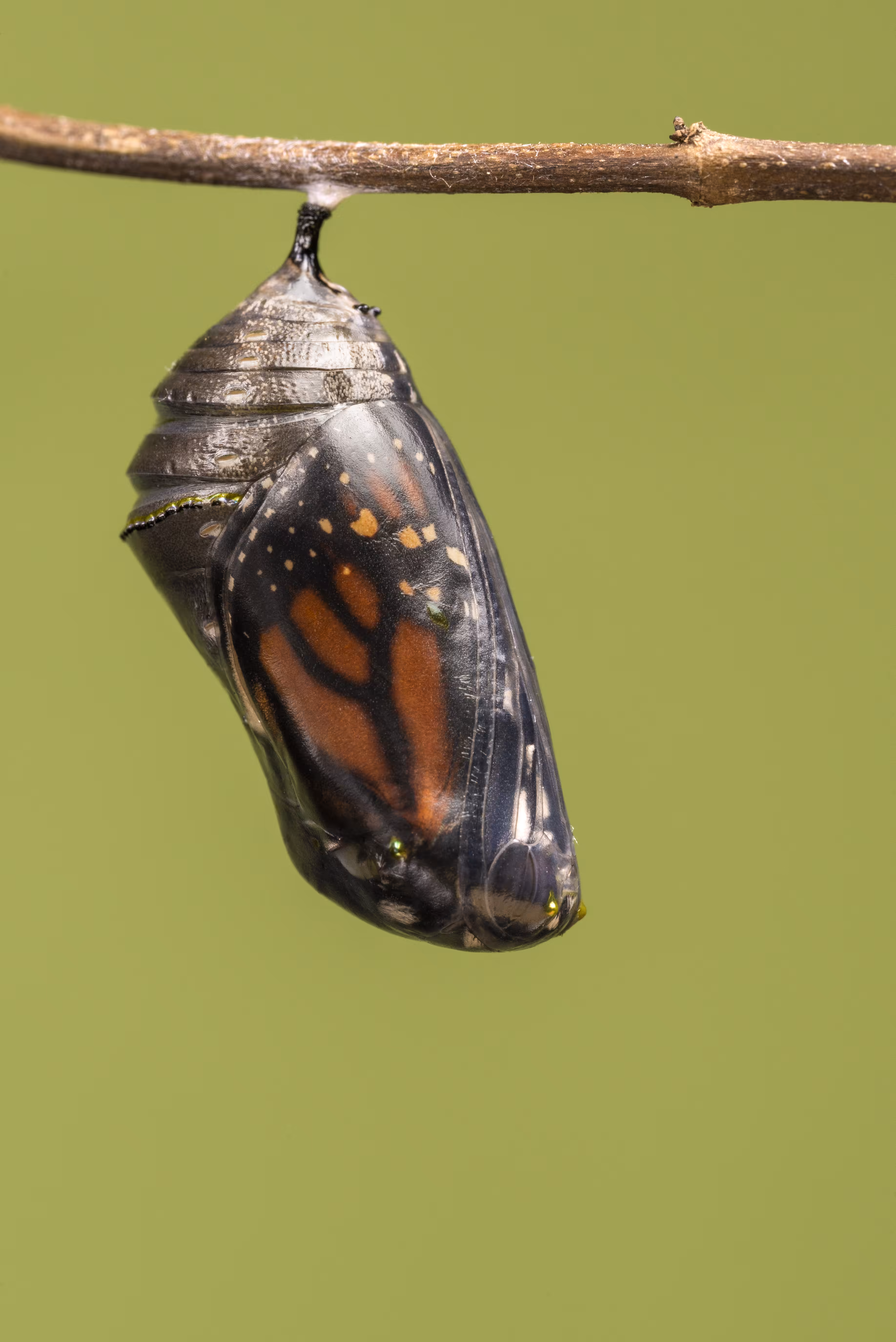 Birth of a Southern Monarch Butterfly I