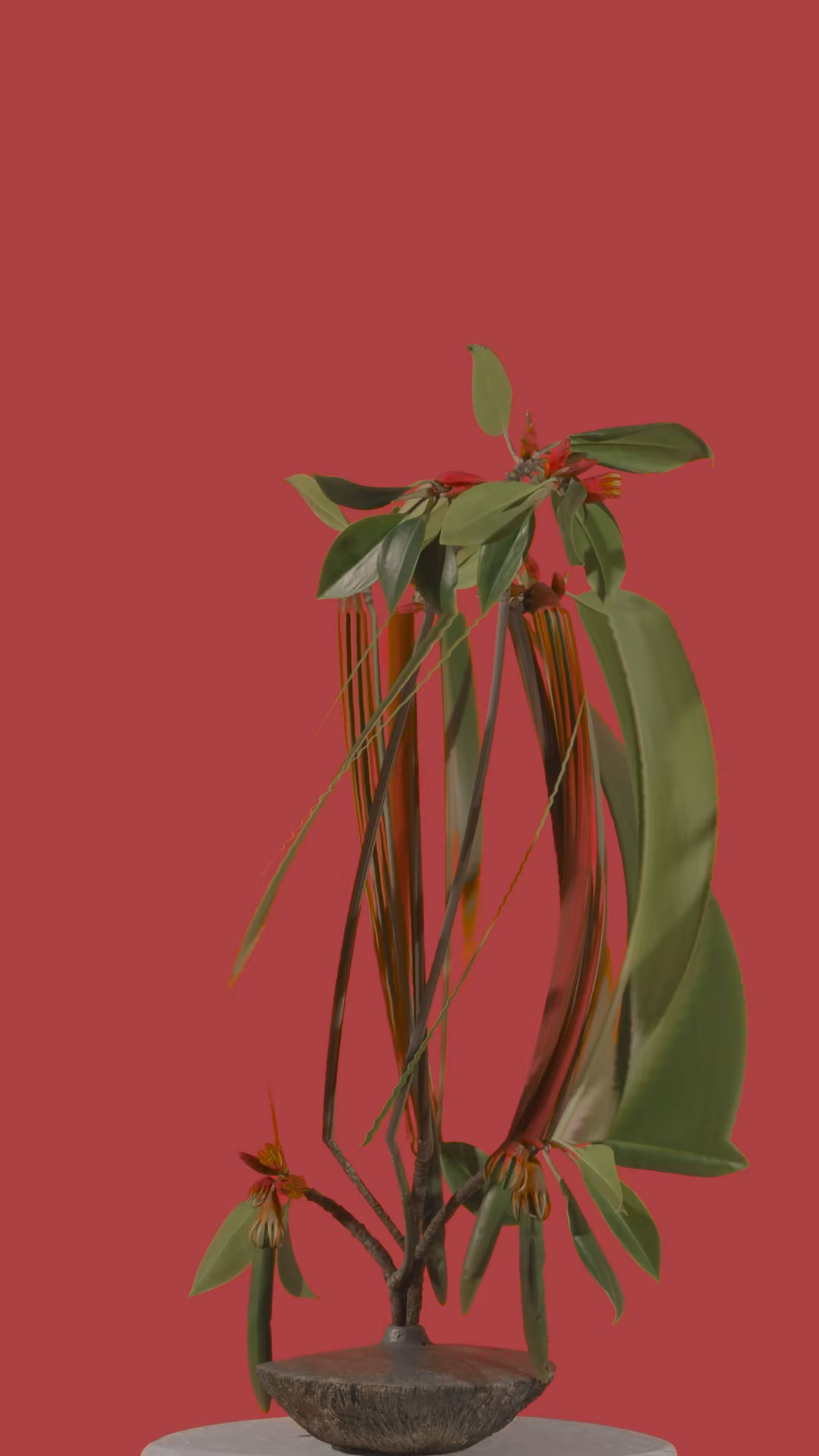 Orange Mangrove, still