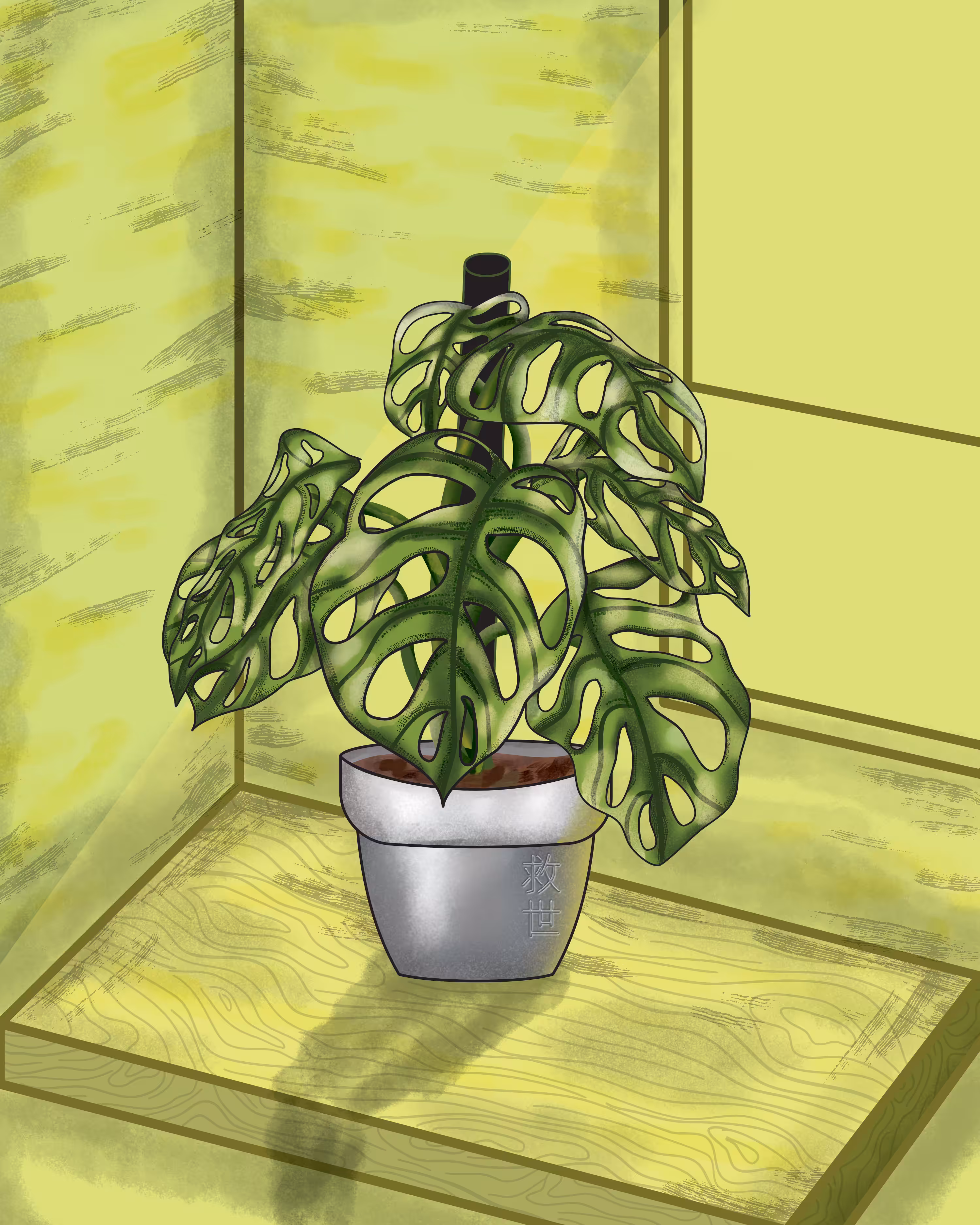 Adanson's Monstera Plant
