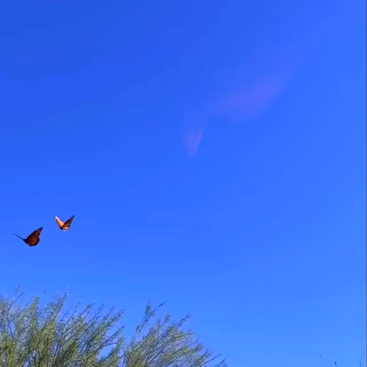 Flutter