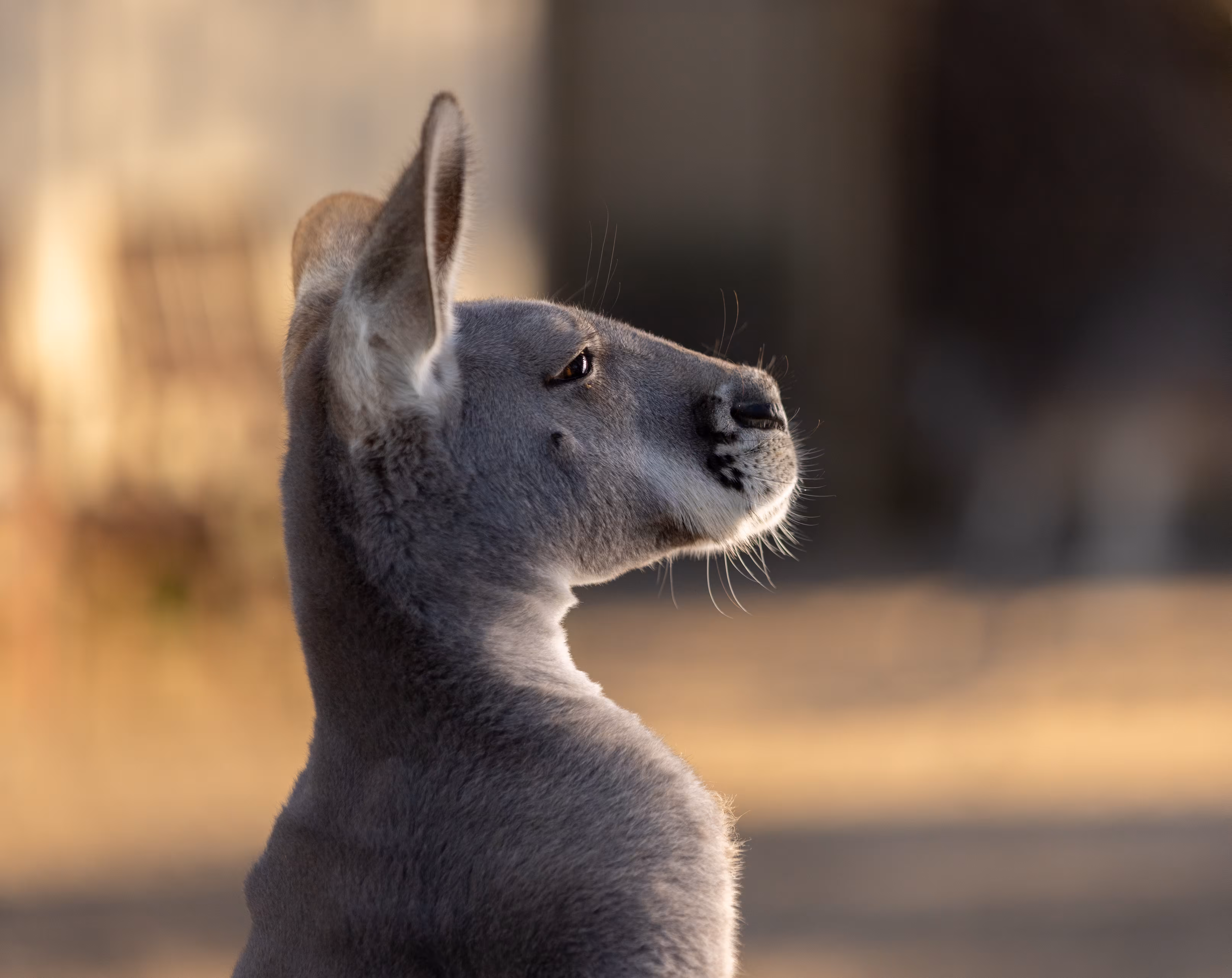 Rejected Roo