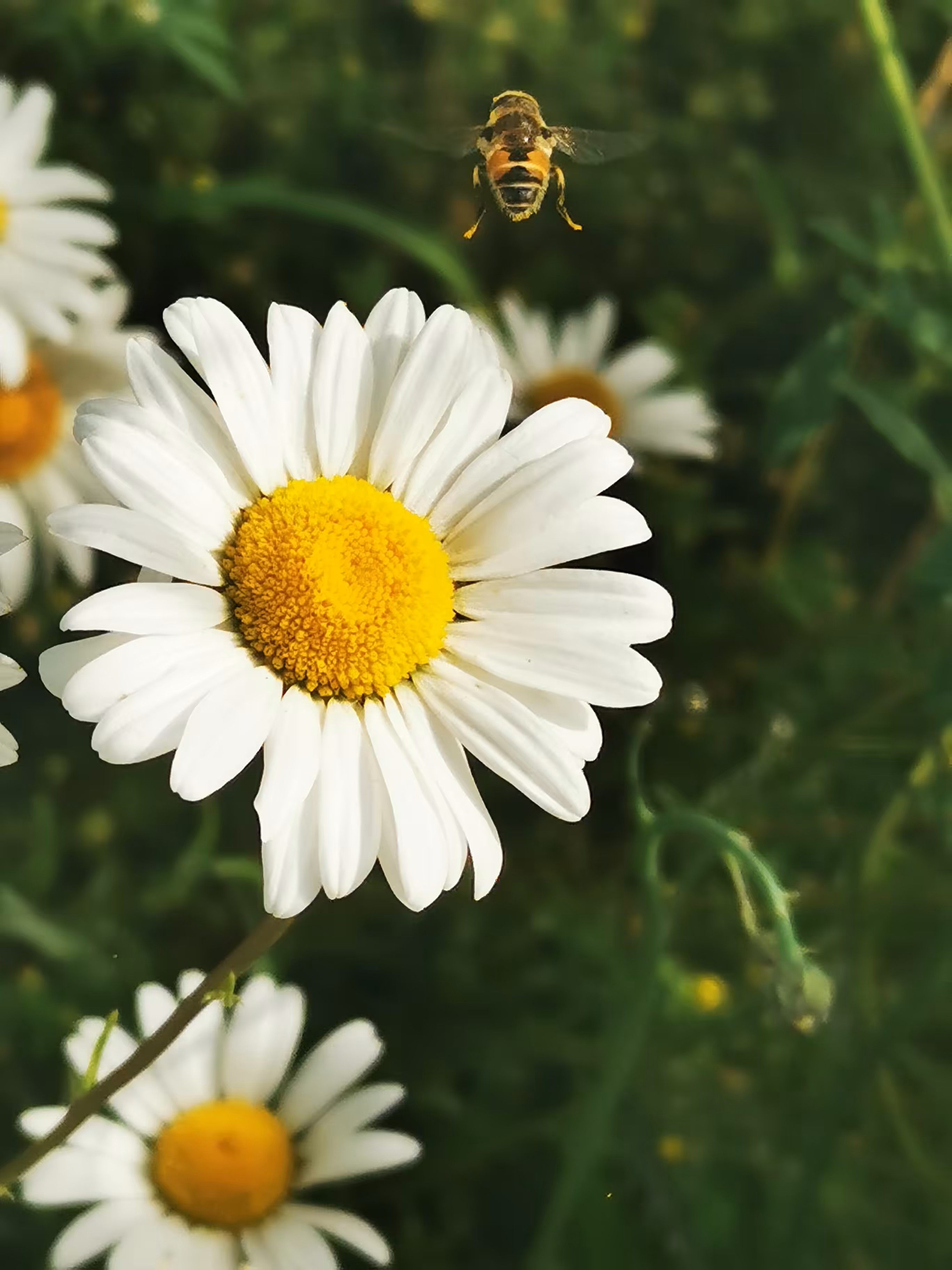 Floral Foto 00