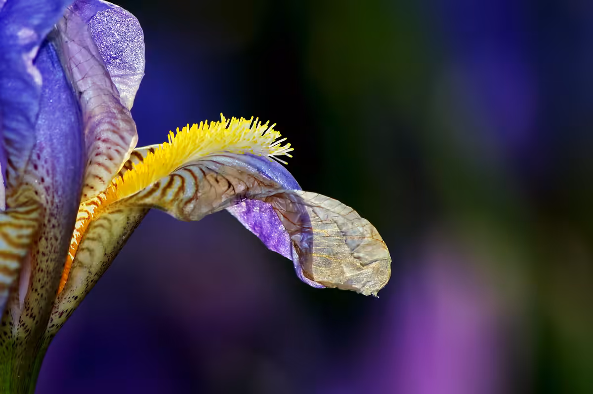 Flowers #51
