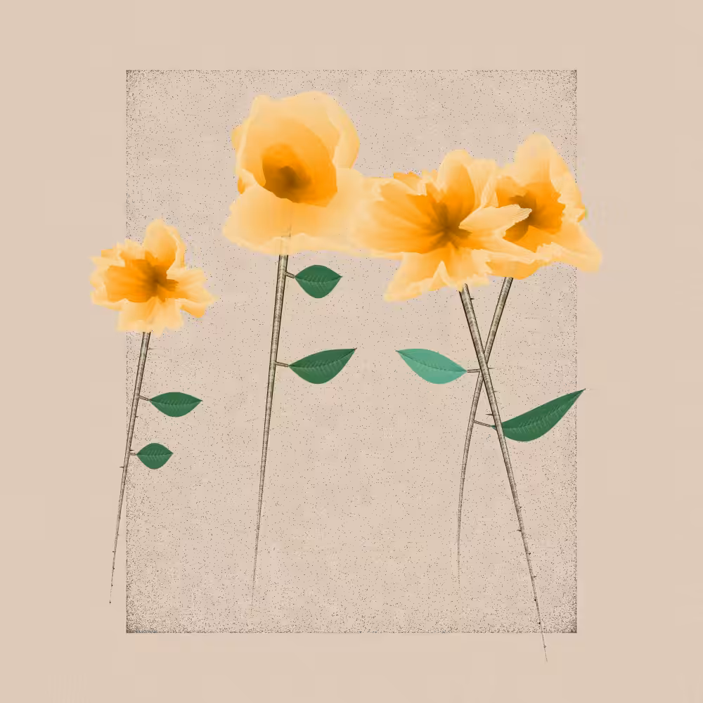Magnolia #37