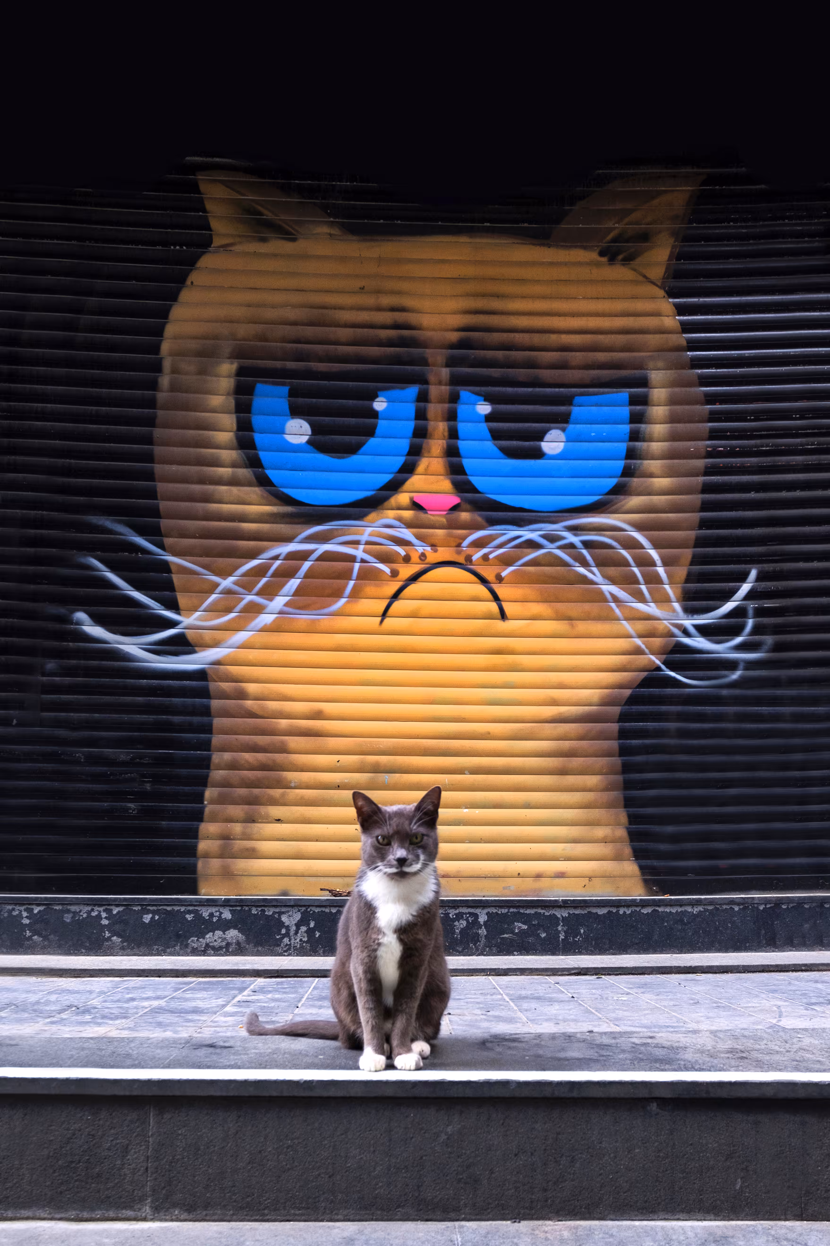 Don't Eat The Cats
