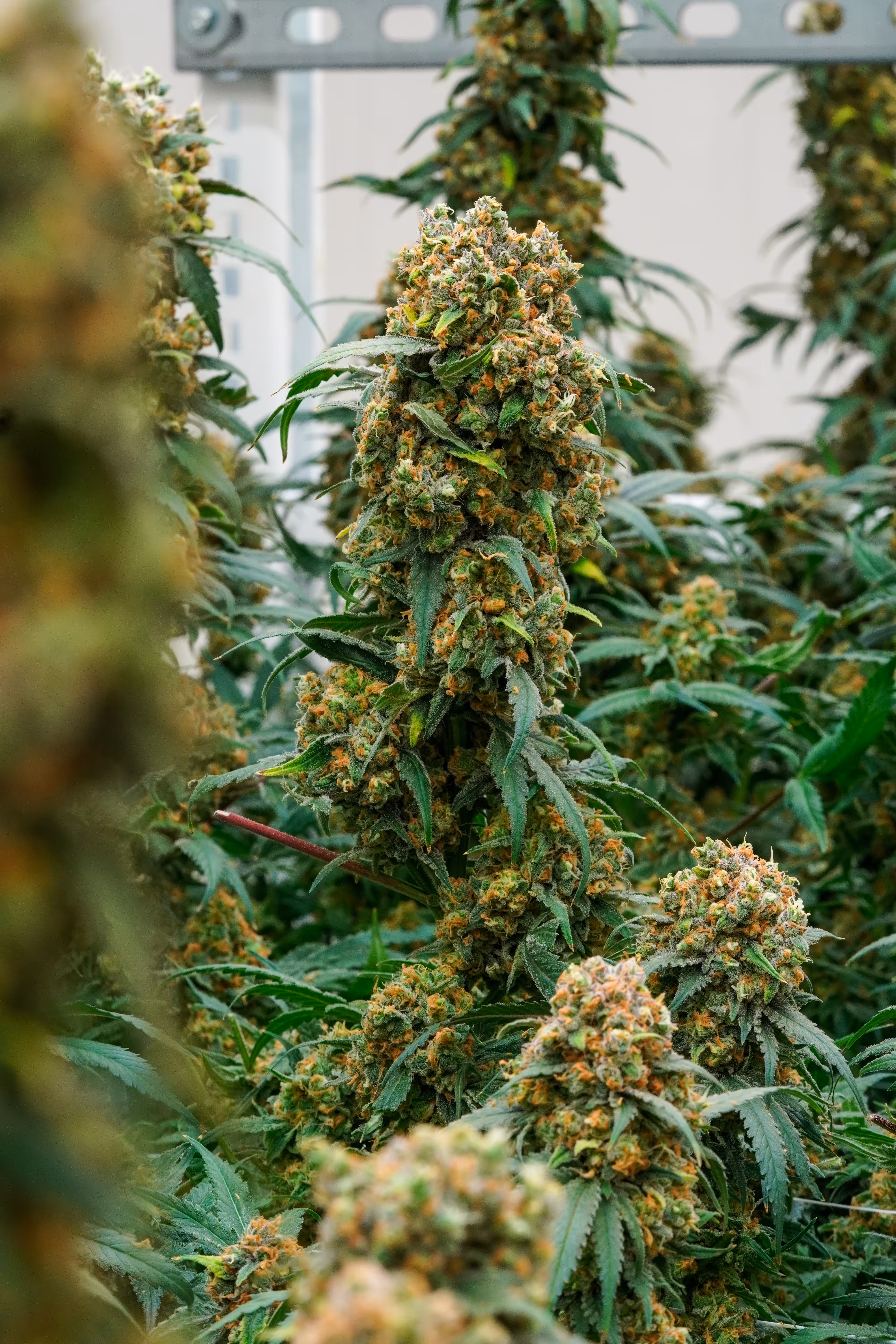 Strawberry Kush