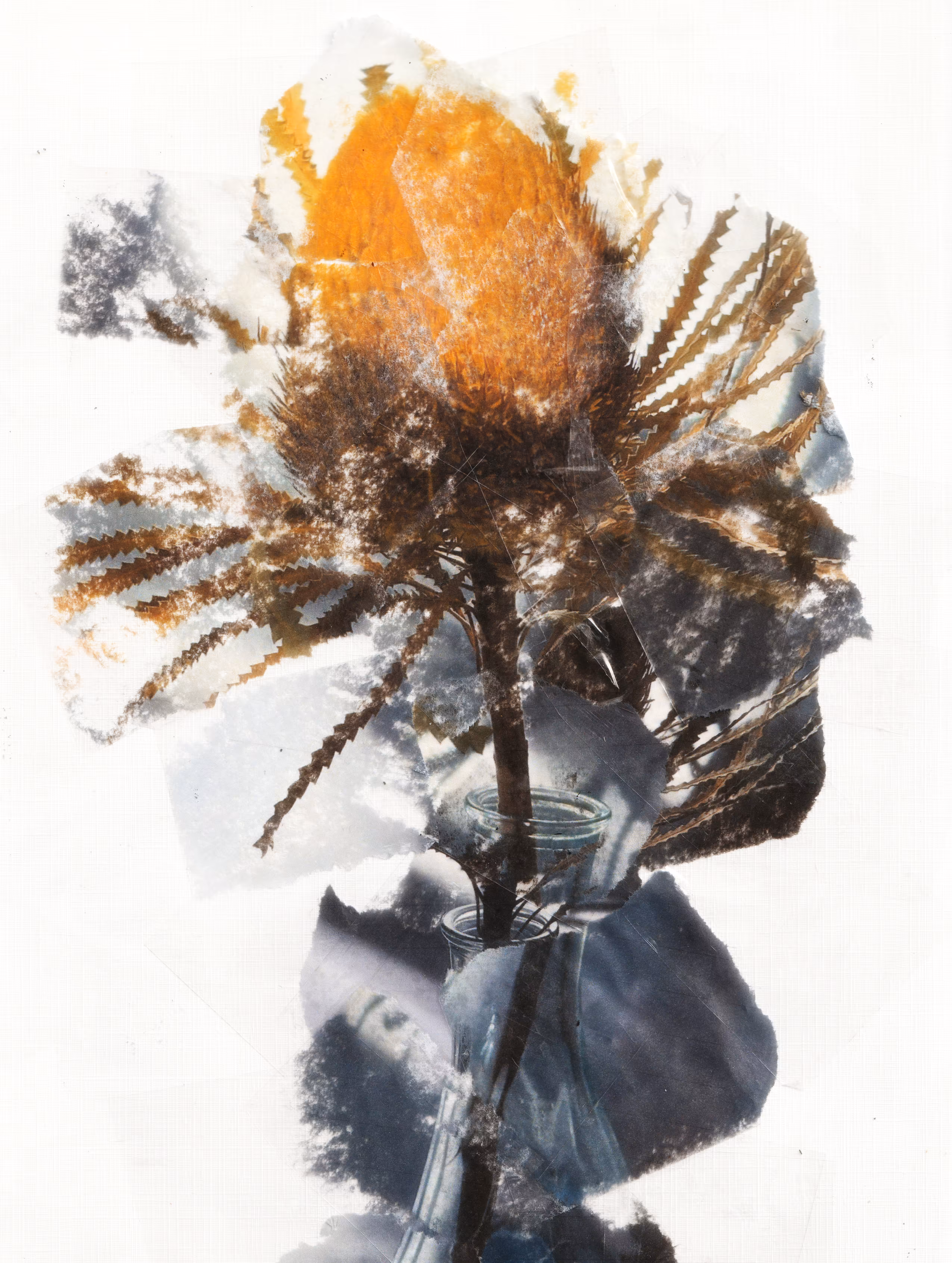 Flower study: Banksia