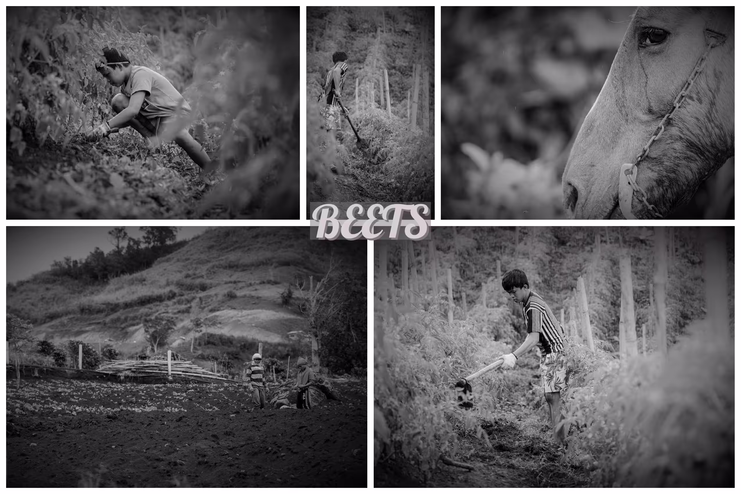 "The Fields of Grey Perceptions" Beets
