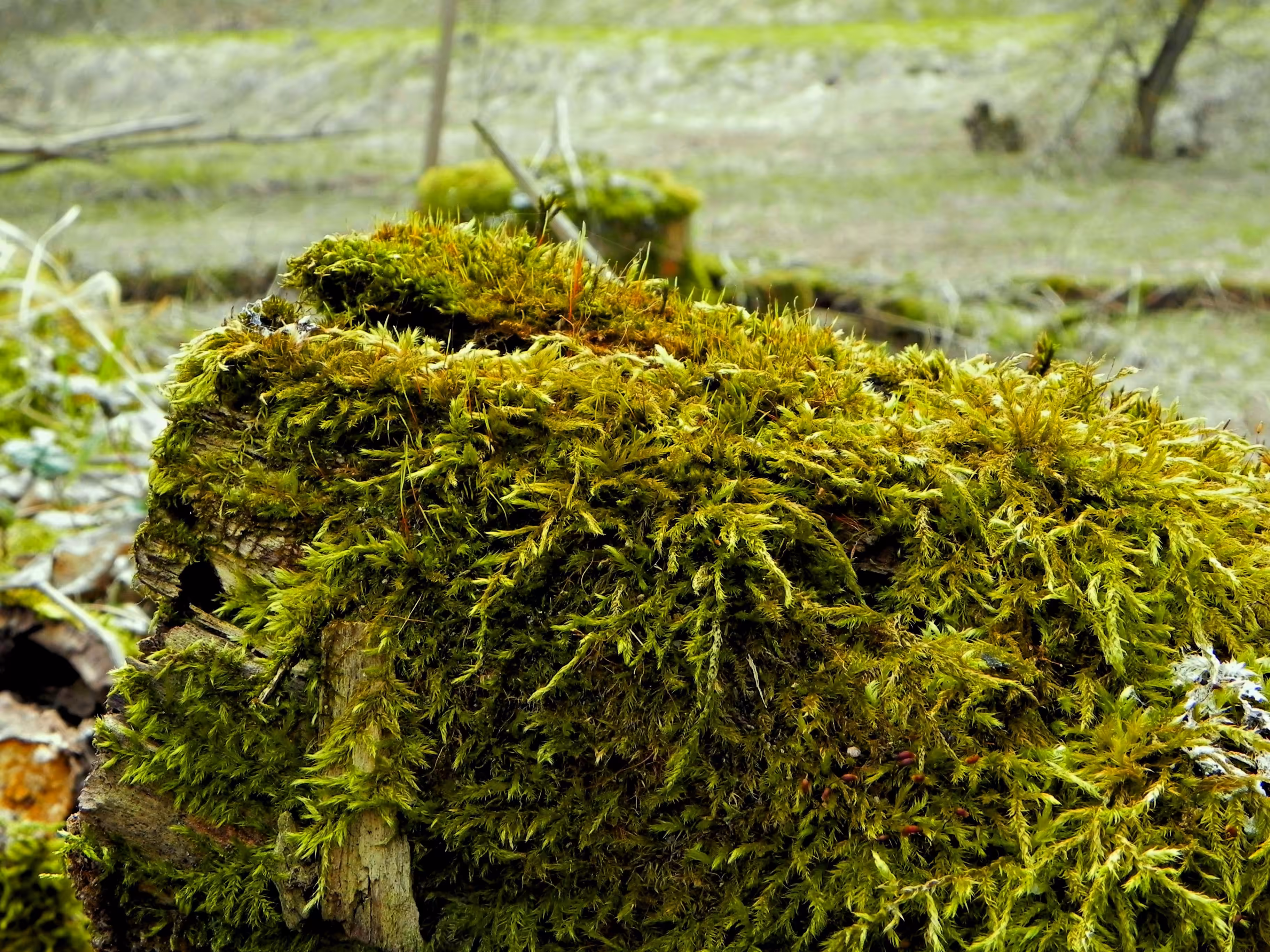 Moss