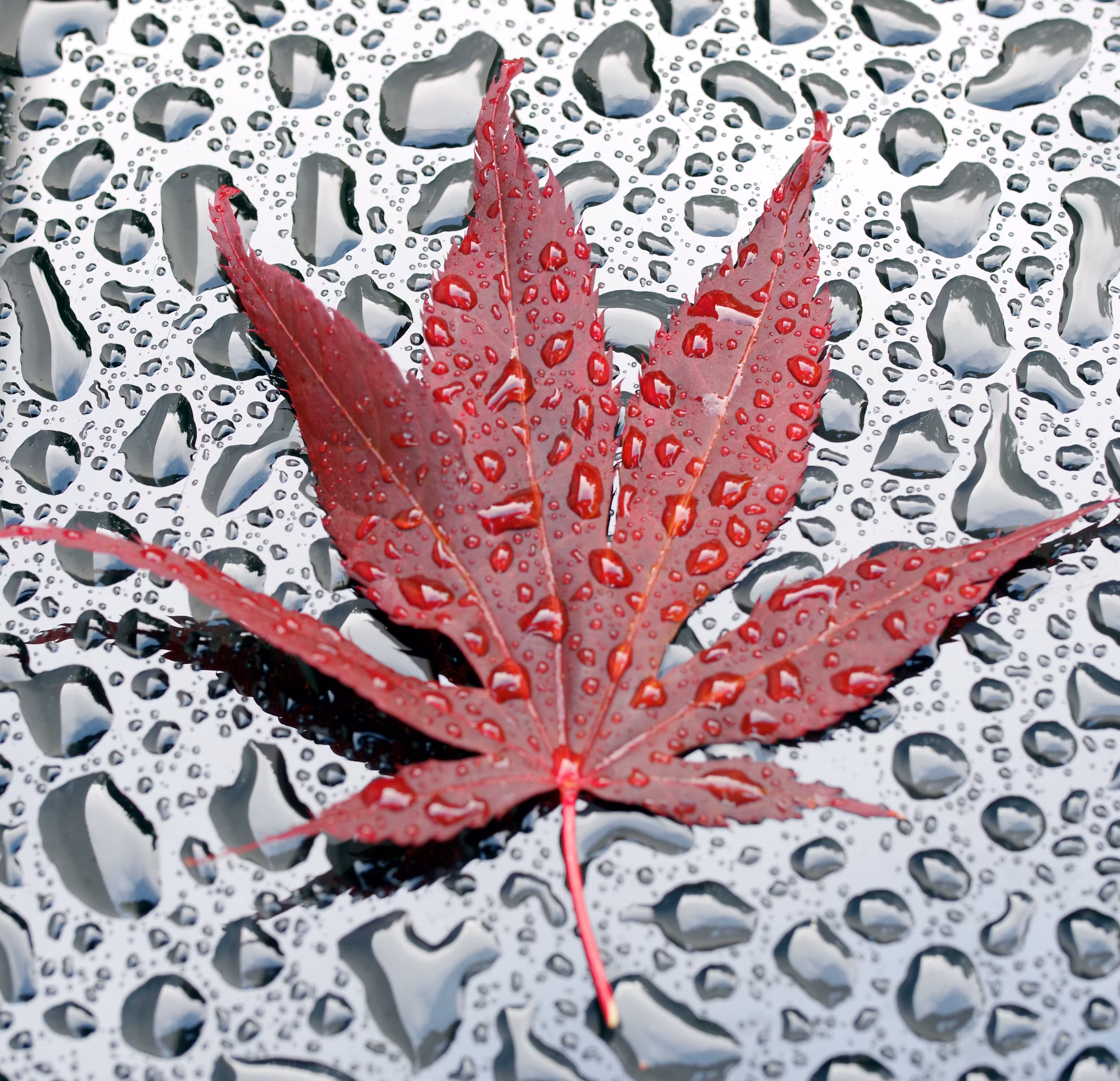 Leaf on Black Glass