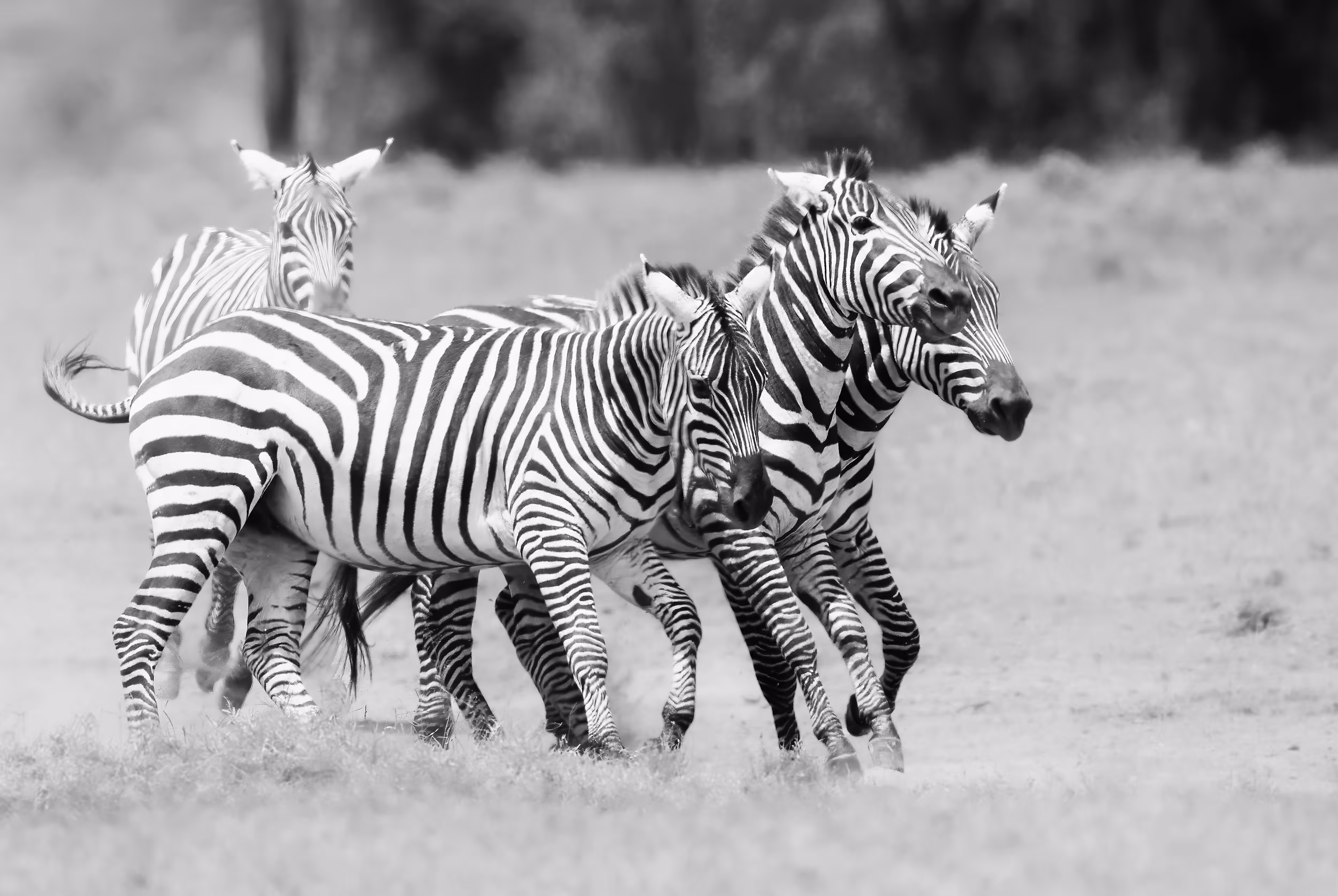 The Striped One