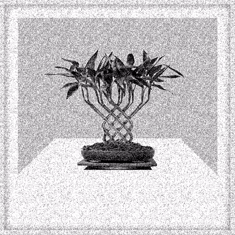 Bonsai Bonanza #762