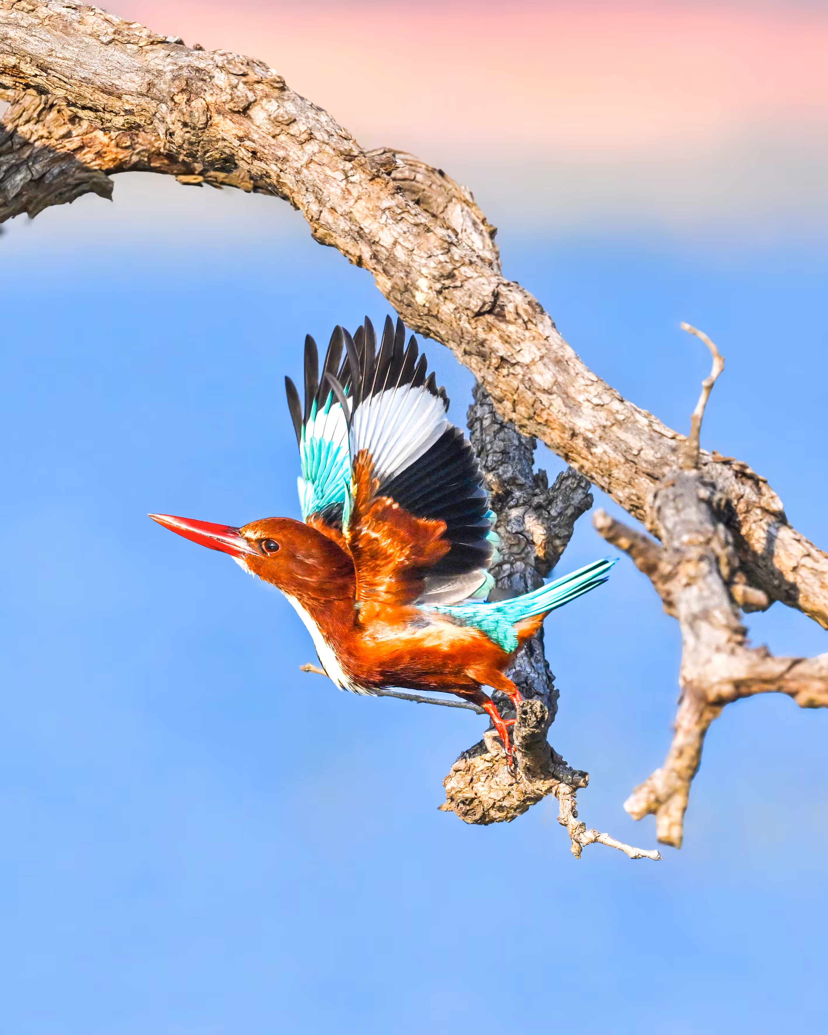 White-throated Kingfisher