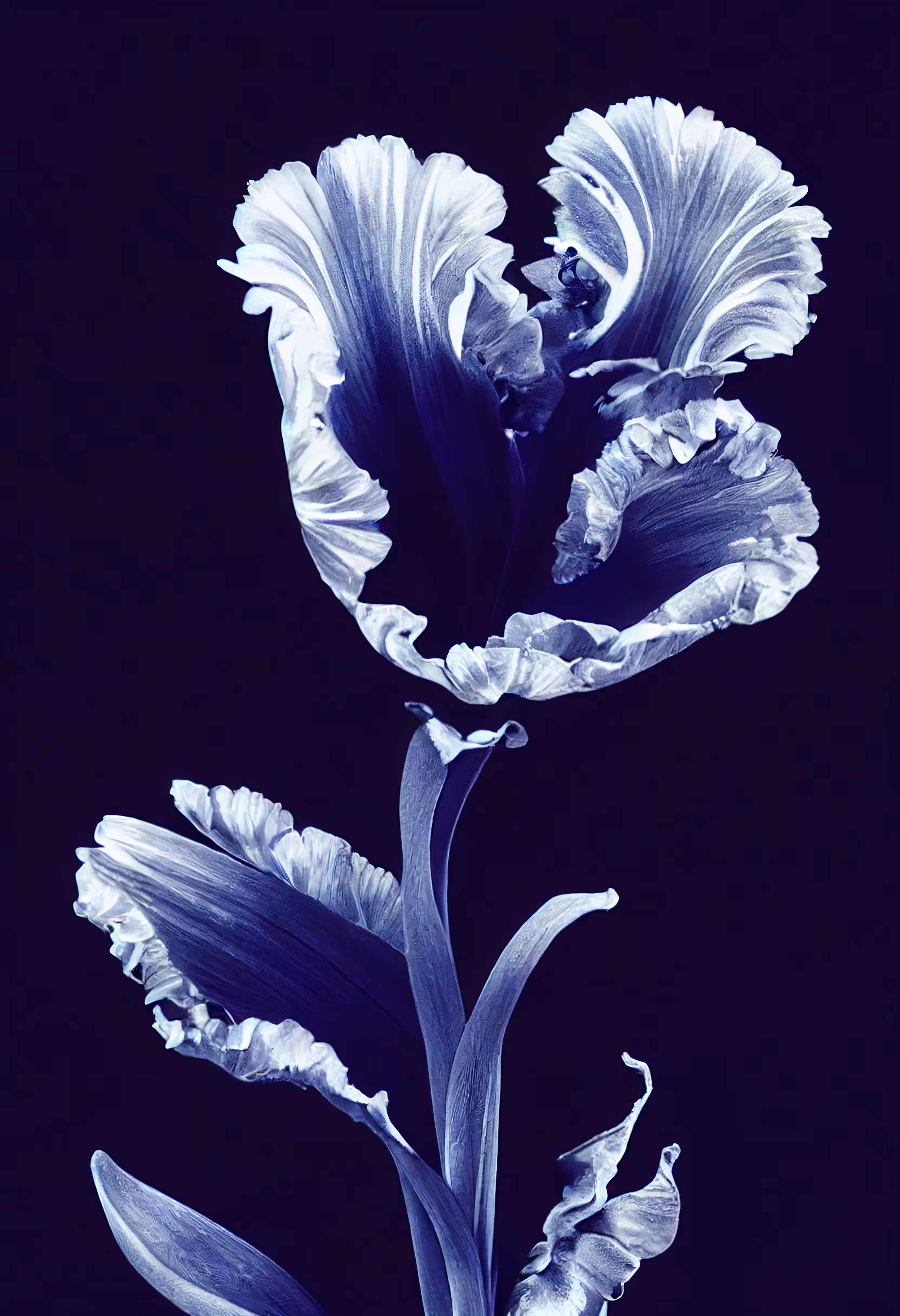 A Flower, Just For You. #151