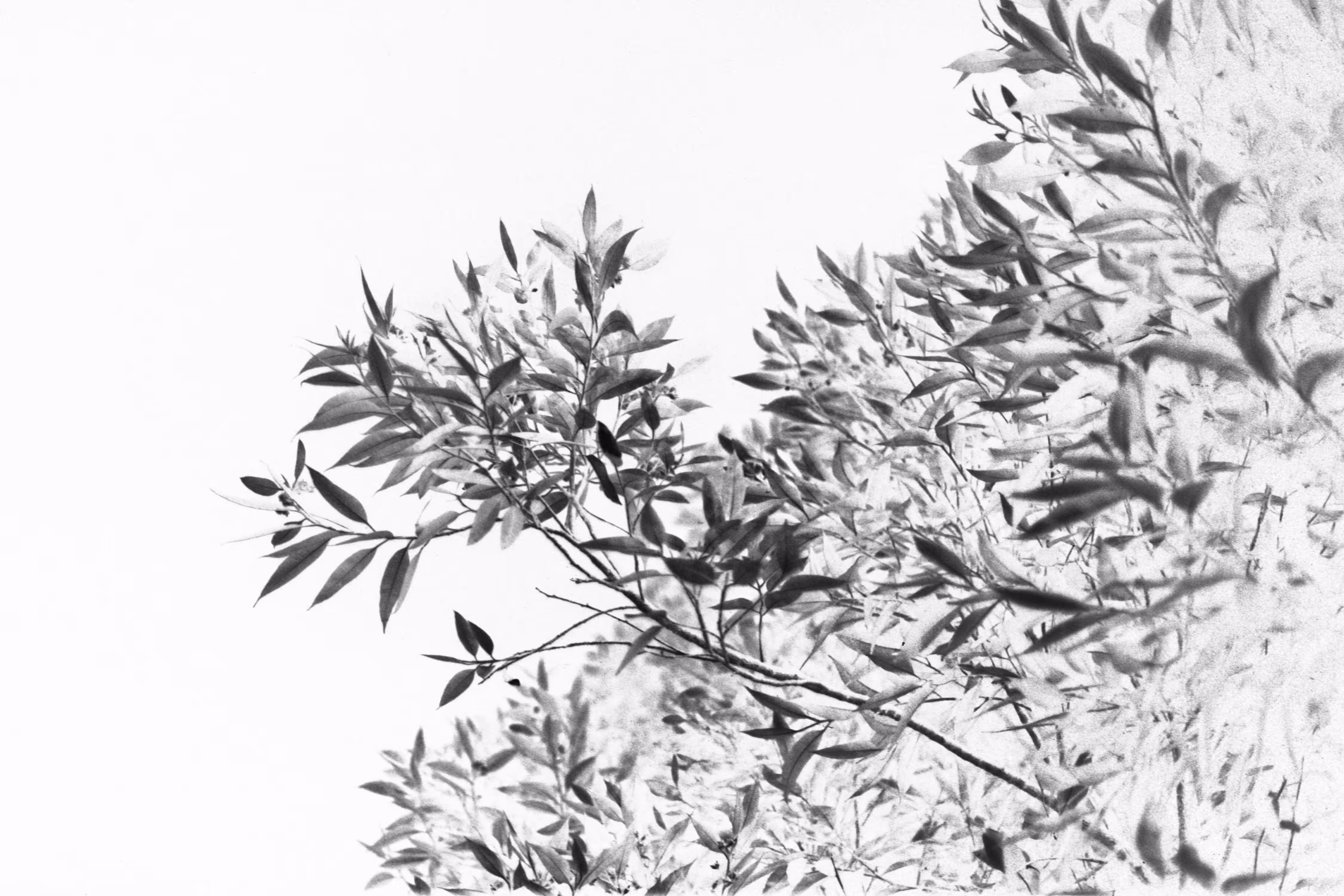 White Night No.4