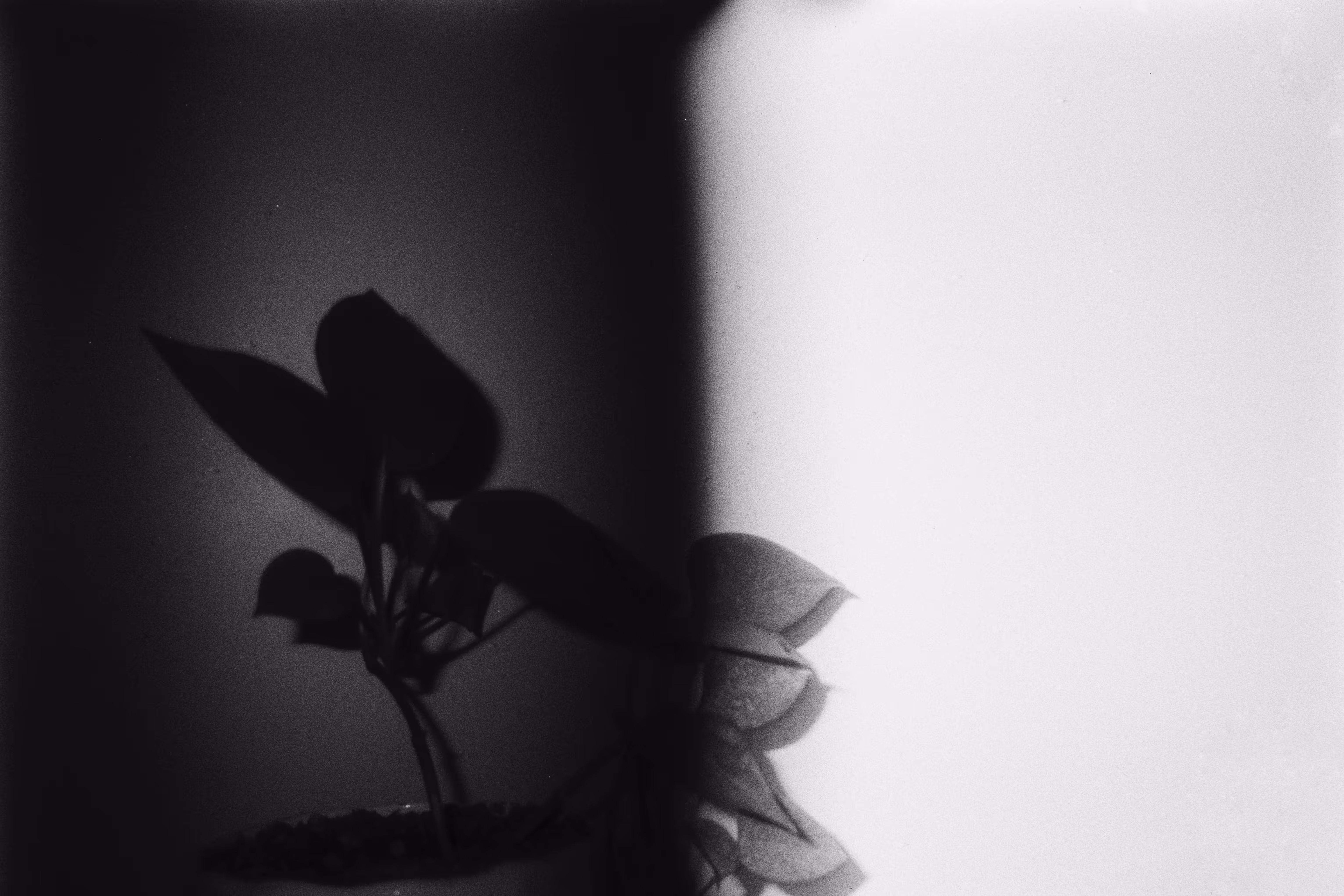 B&W
