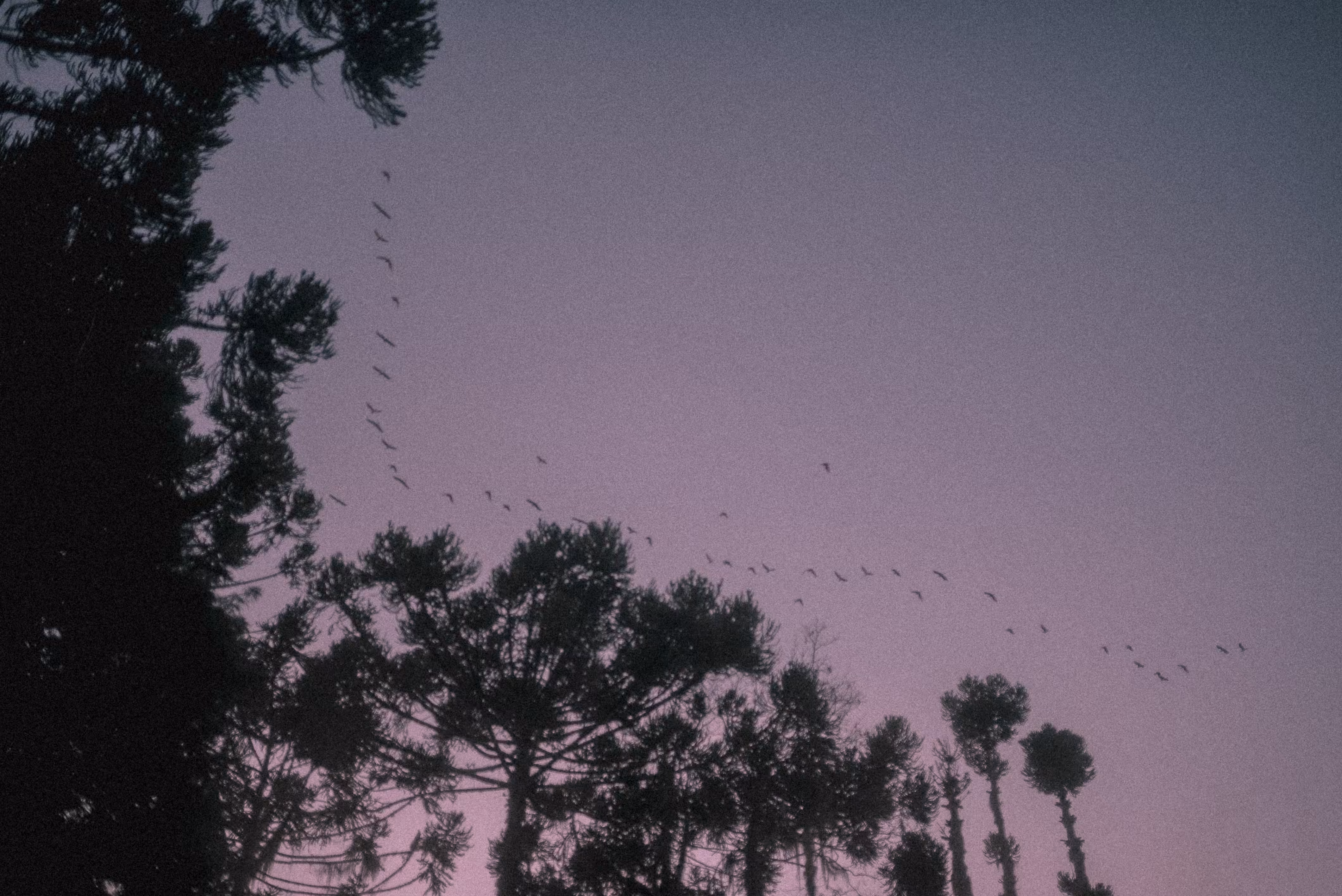 Migration