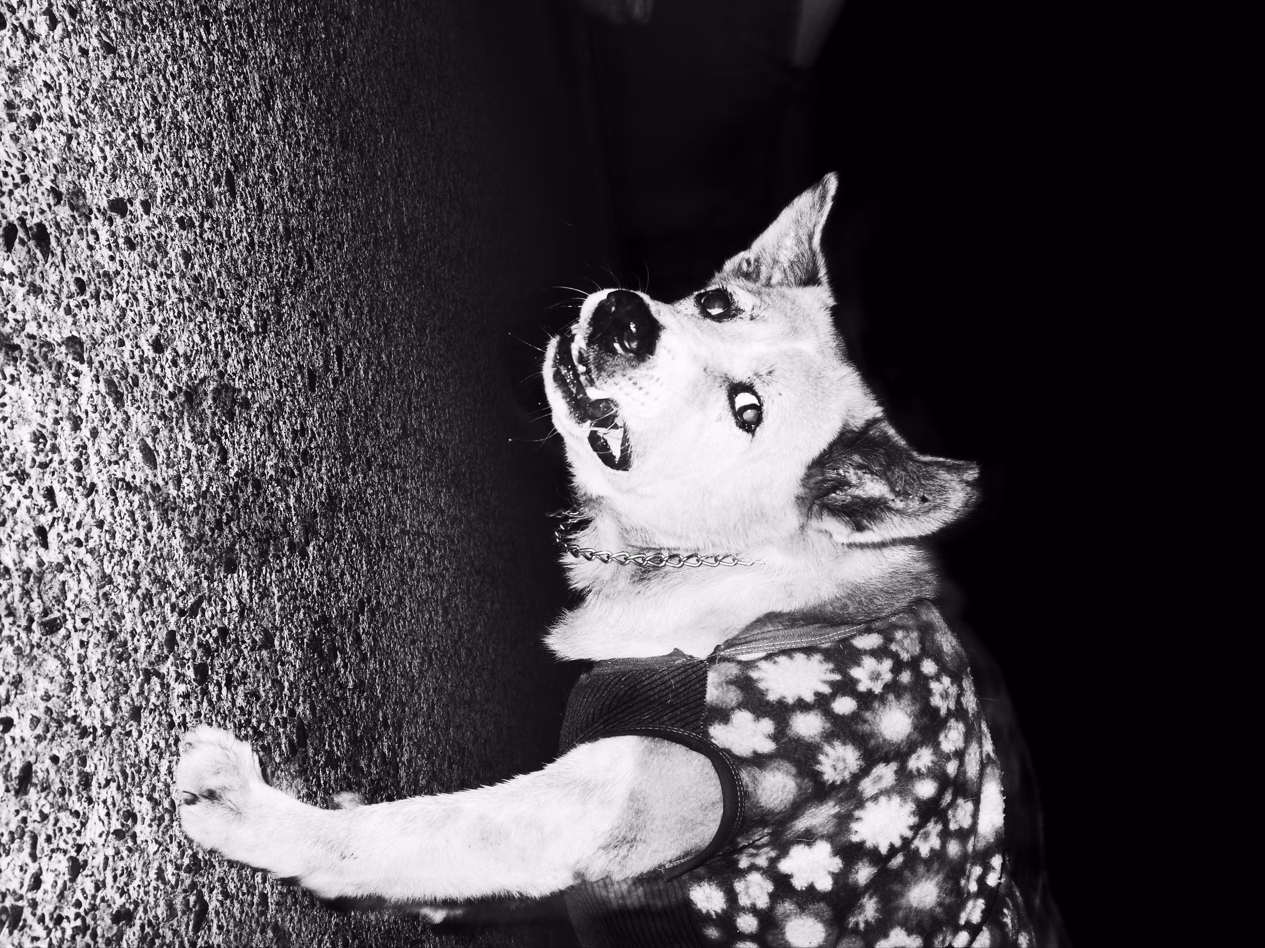 the action dog -1