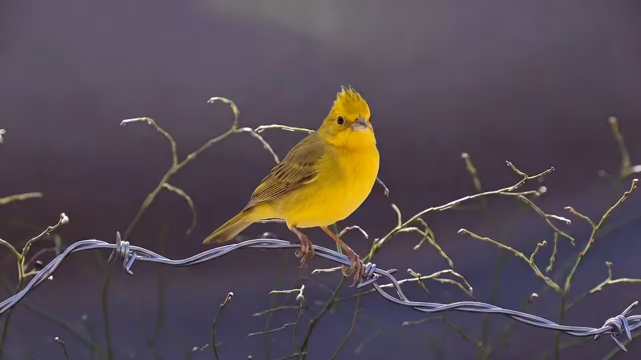 Sprig, The Last Light