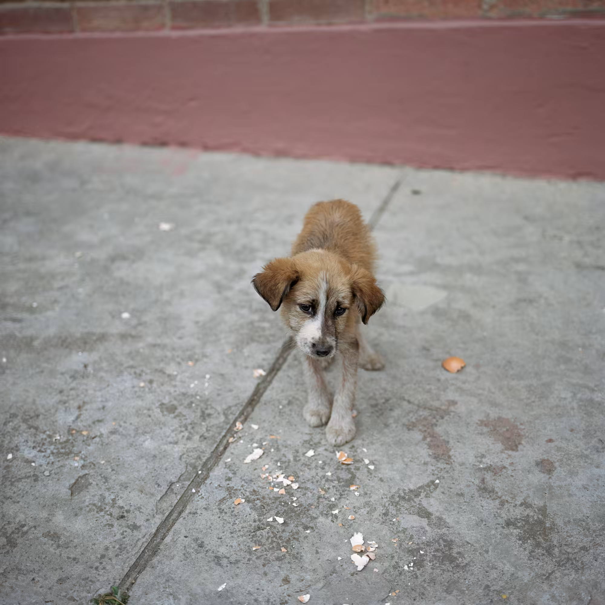 Dog Days, Bogotá #5