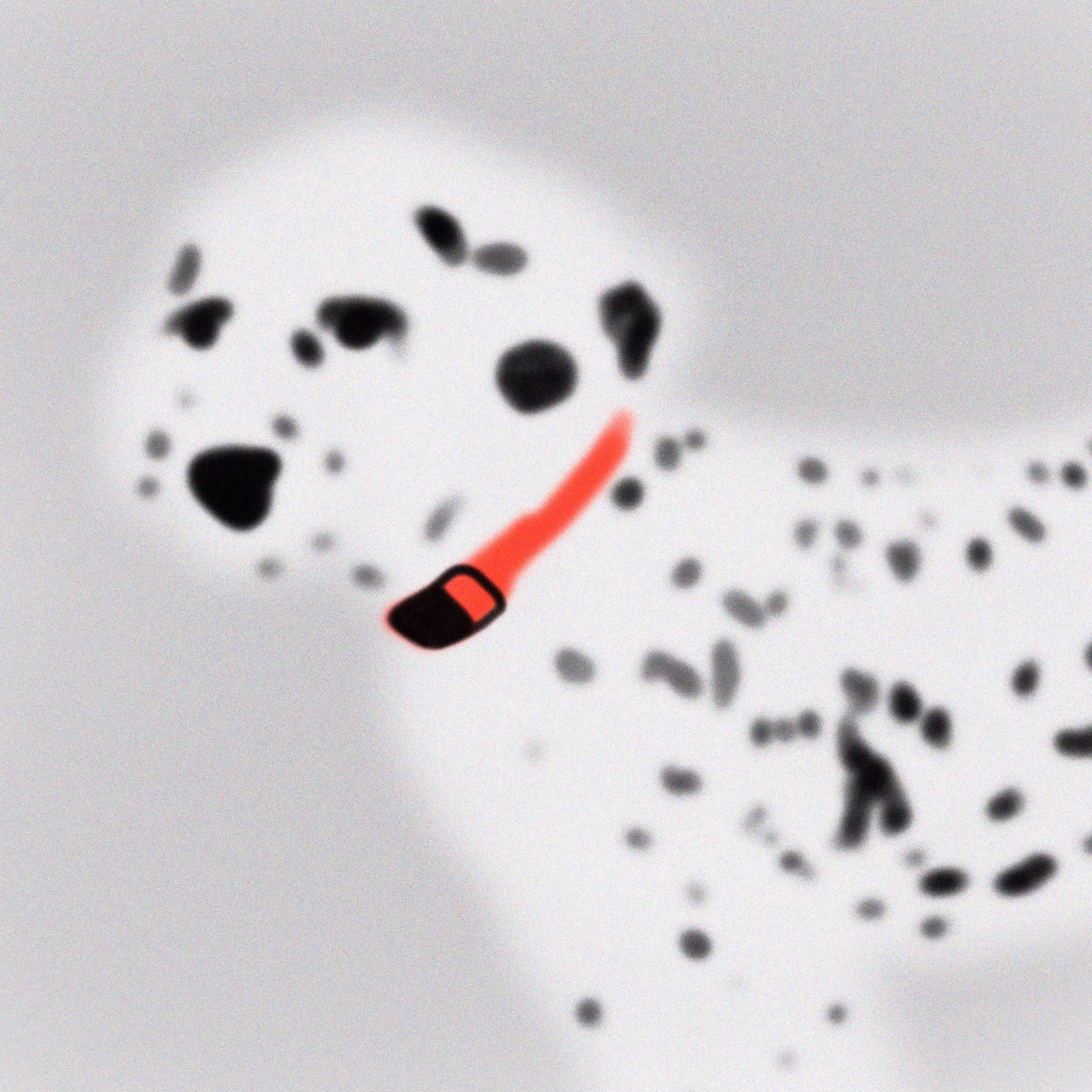 Dalmata