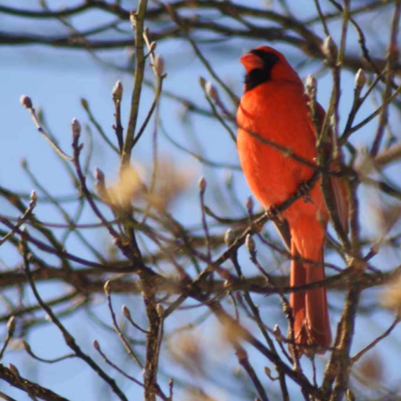 Cardinal de Bricassart
