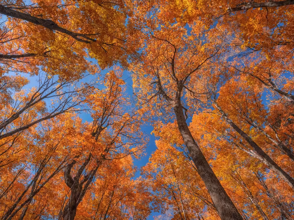 Autumn Splendor