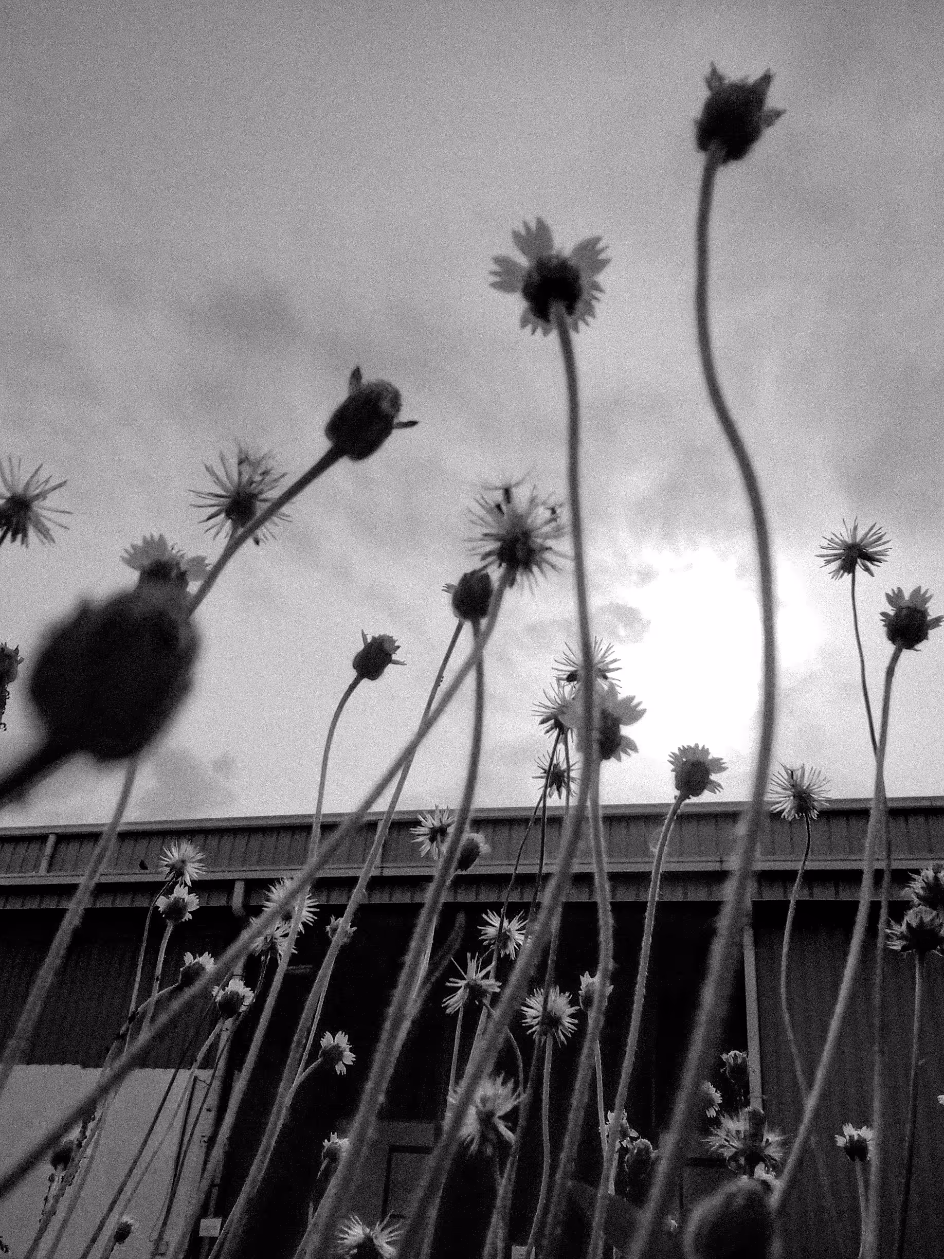 Reaching for the Sky