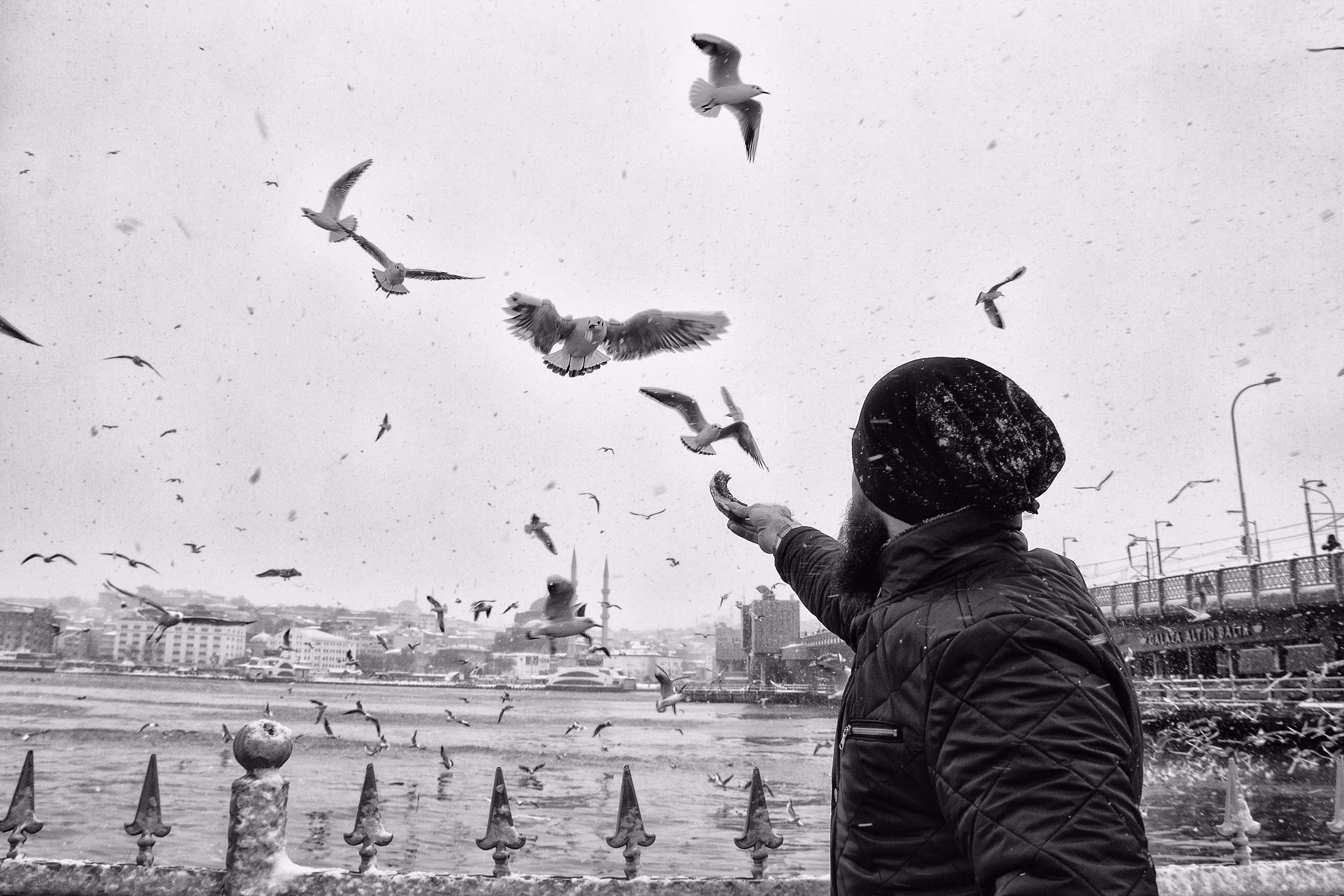 Seagulls and bagels