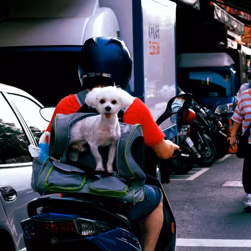 Dadaocheng Happy Dog