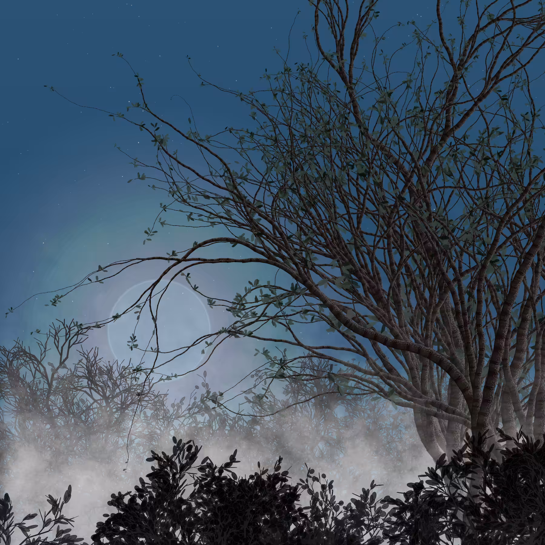 Morning Mist #279