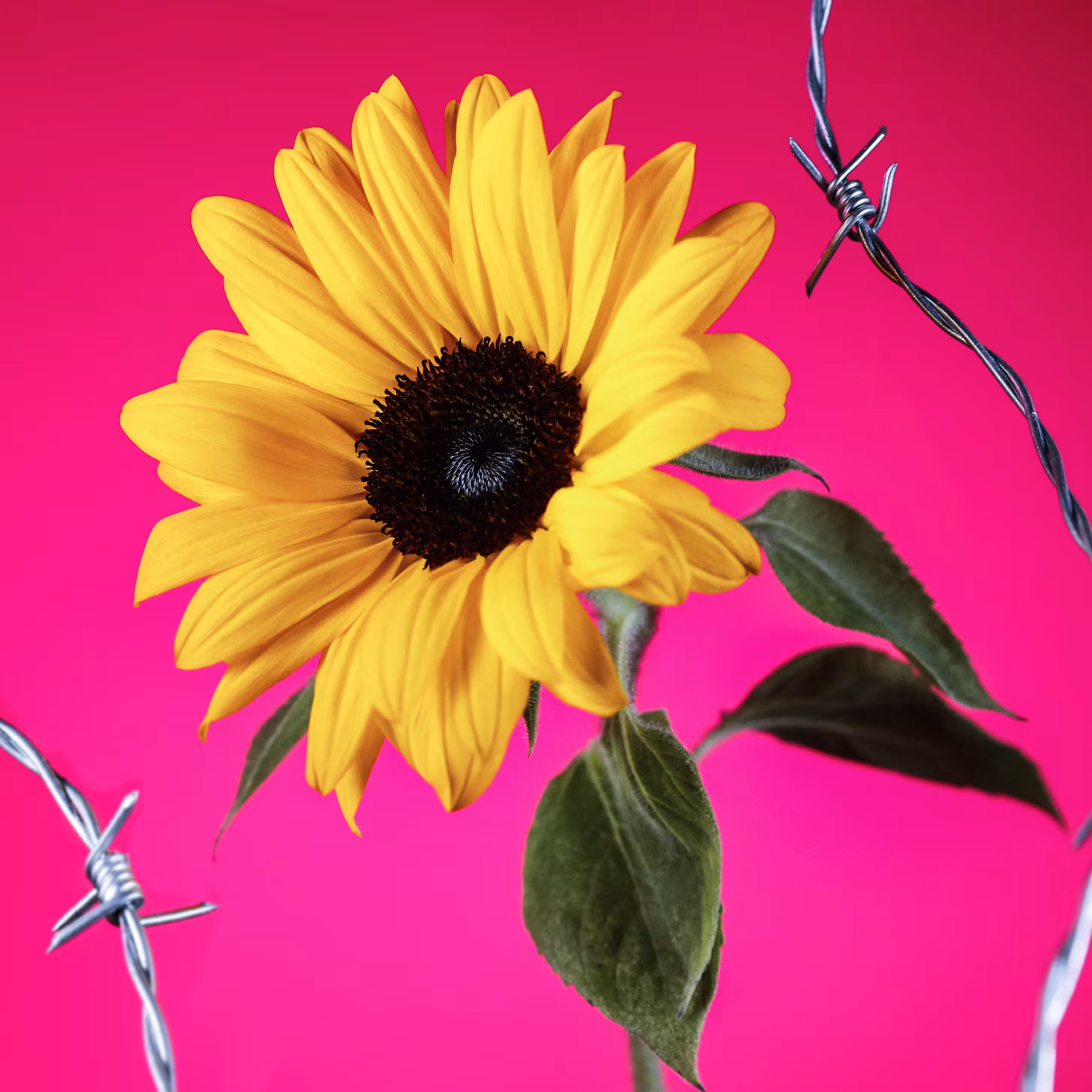 Flower #36
