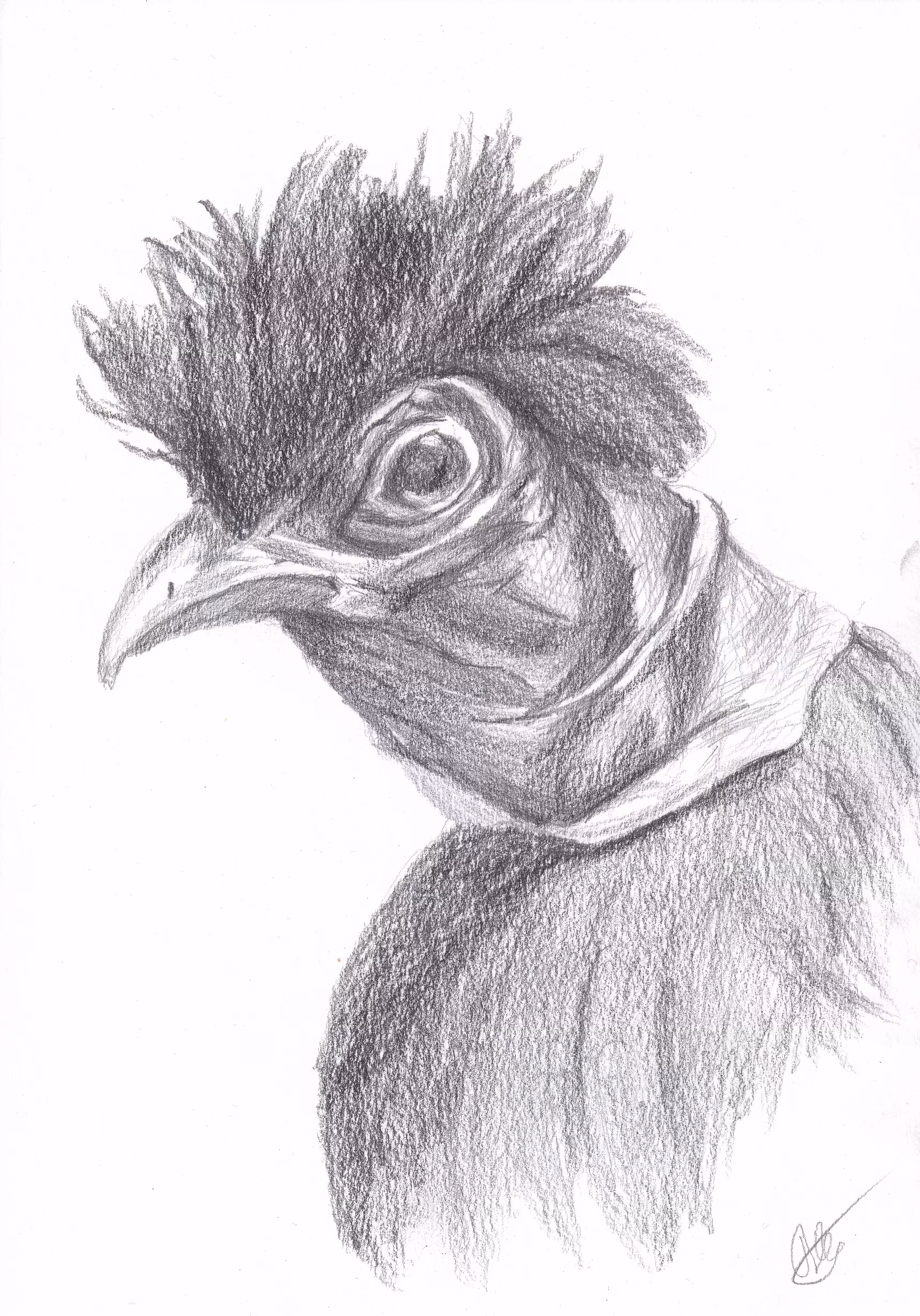 Crested Guineafowl