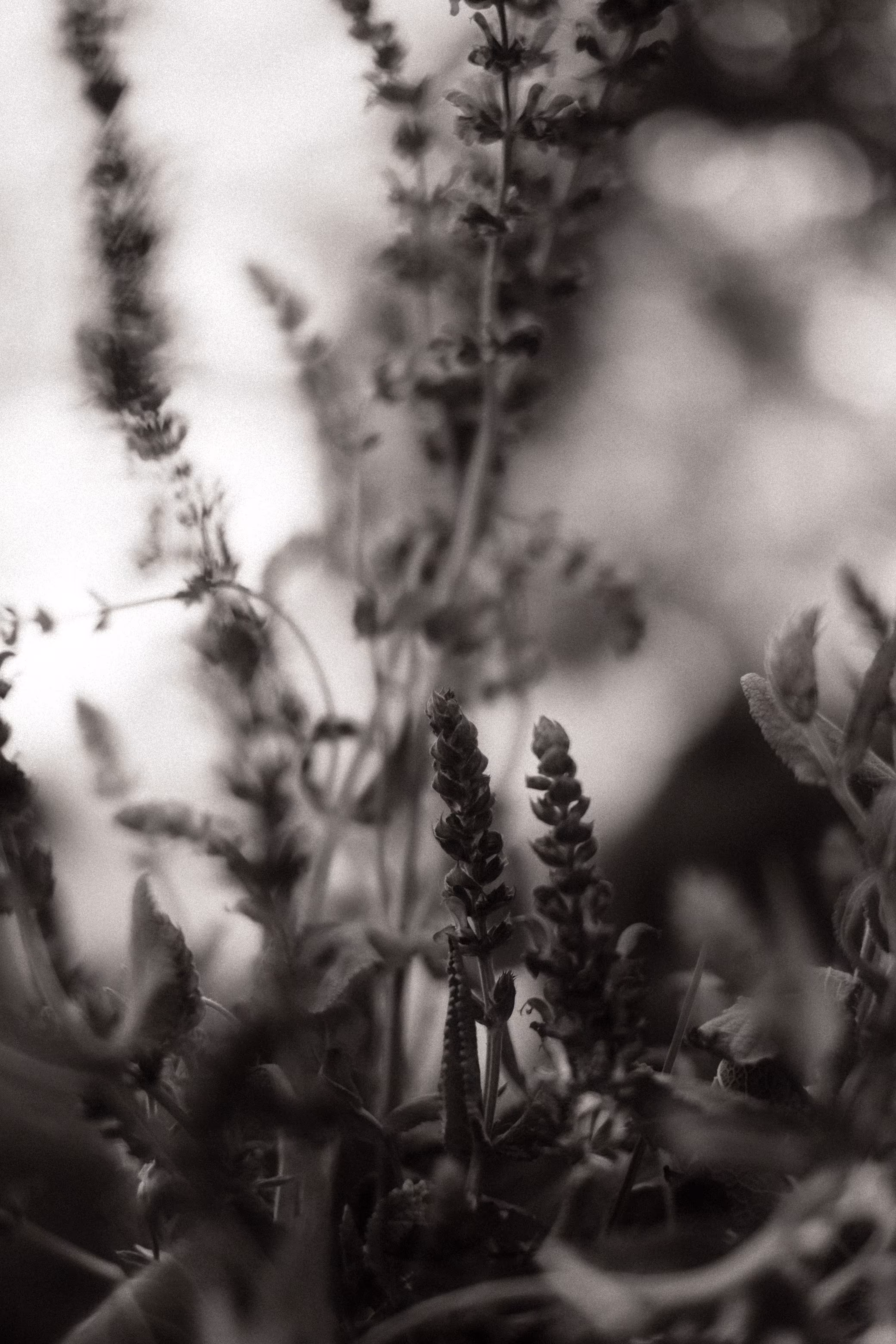 Plants