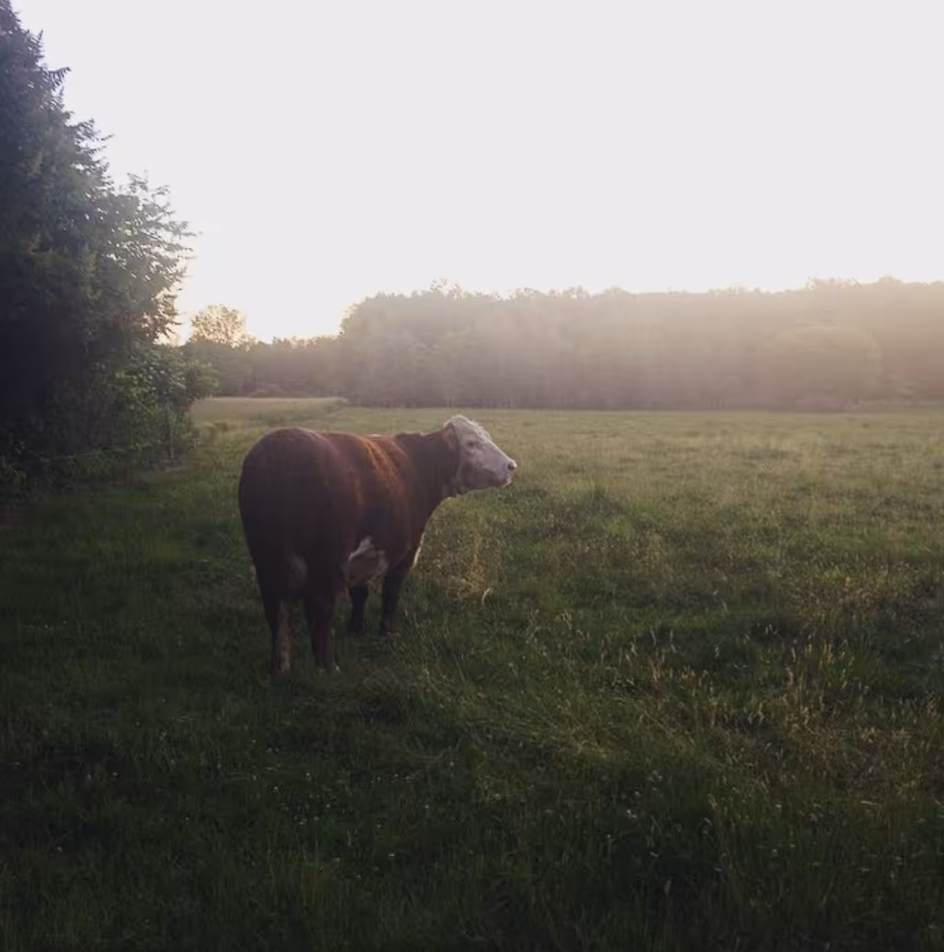 morning visitor