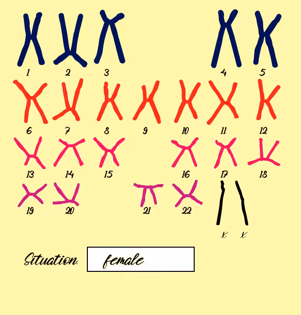 "Karyotype" #2