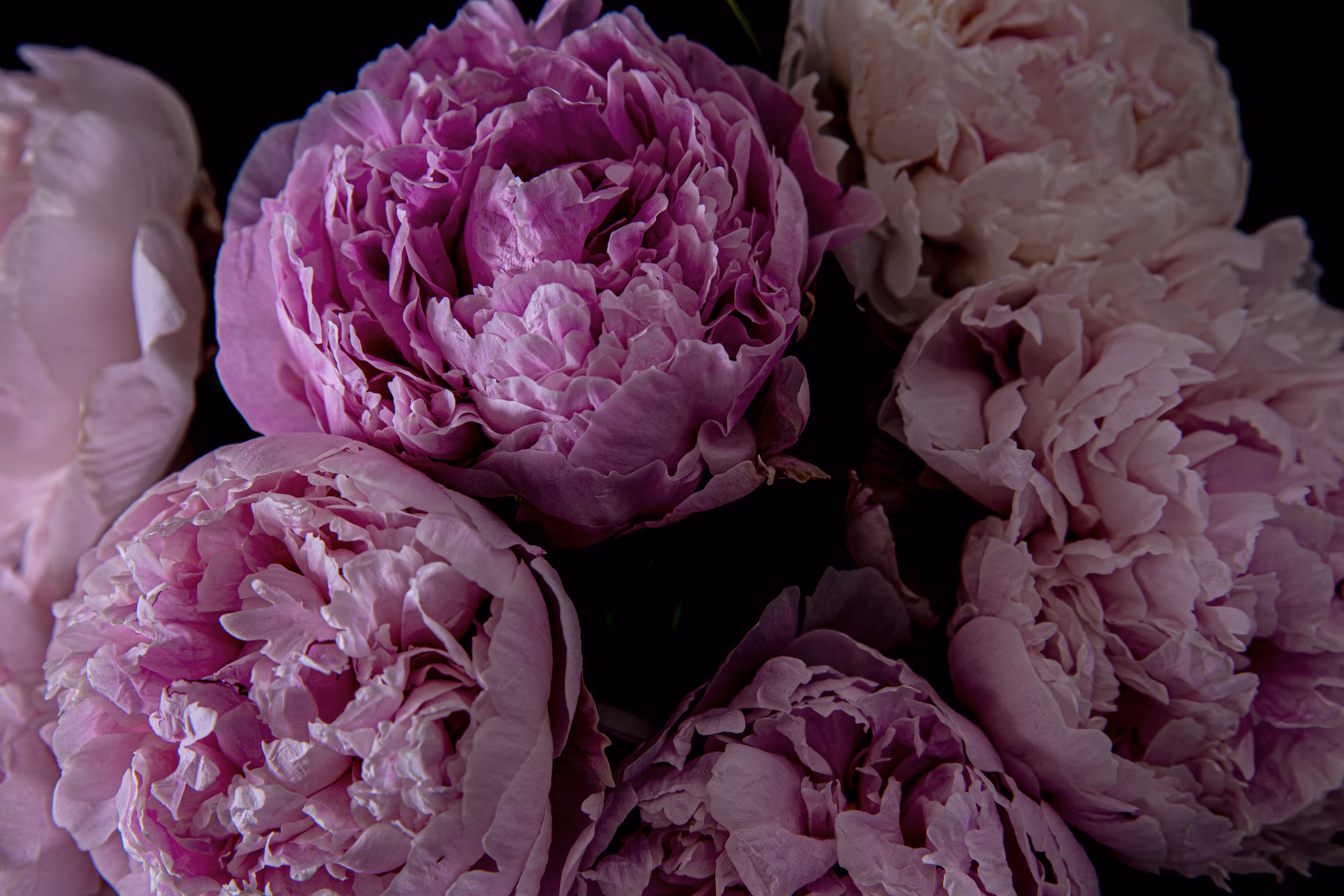 Pink petals in shadow