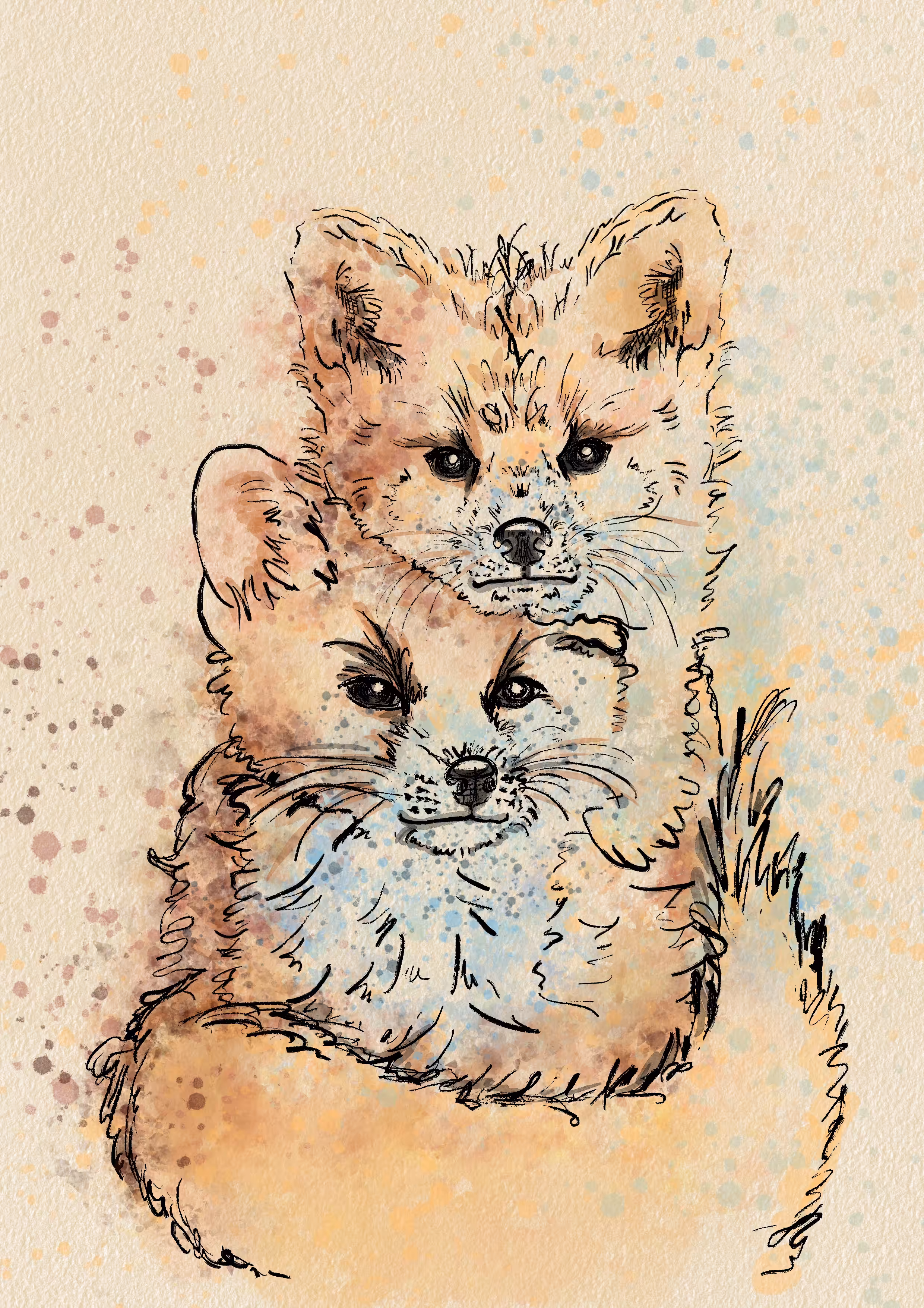 Sunny Foxes 