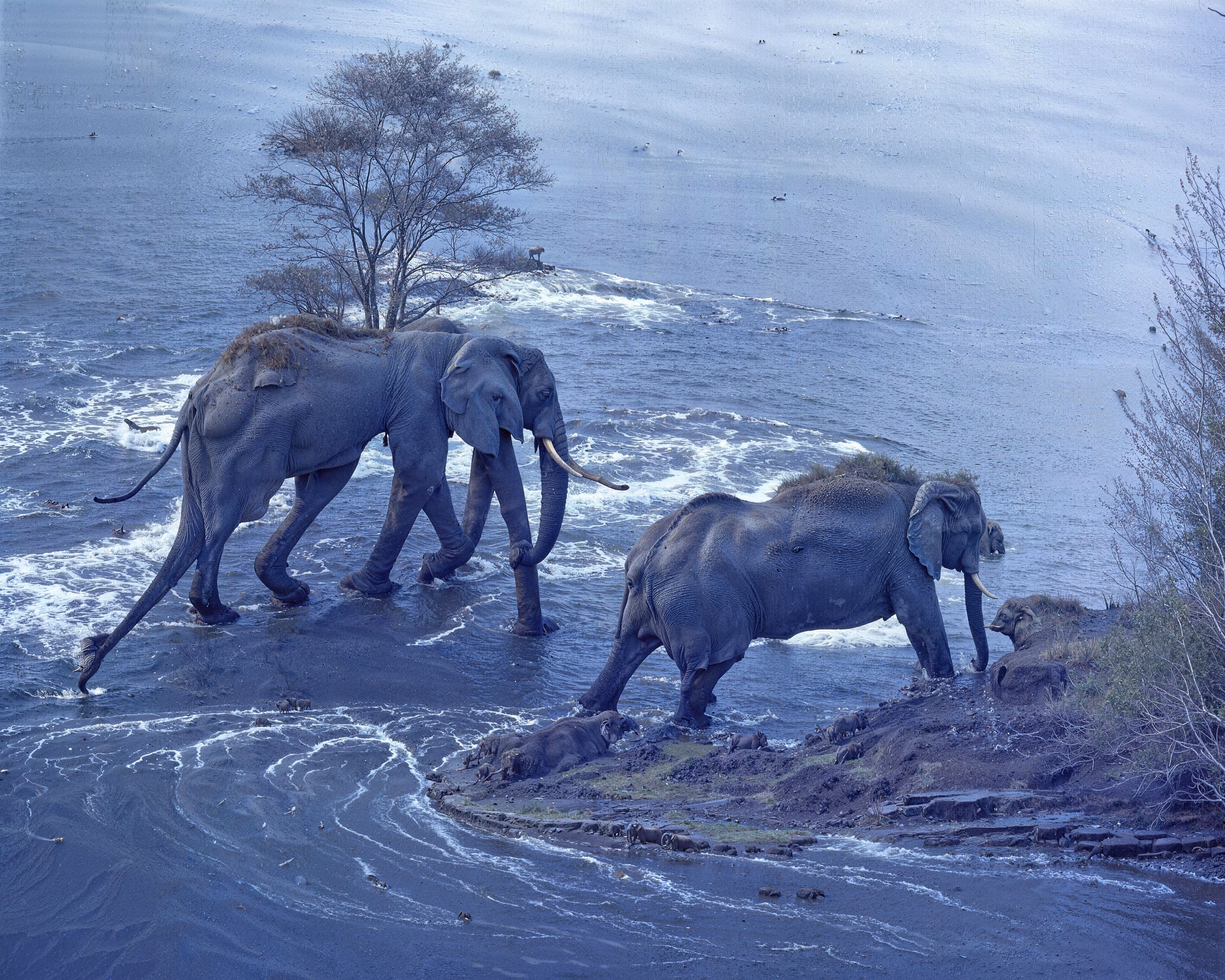 Elephant Crossing
