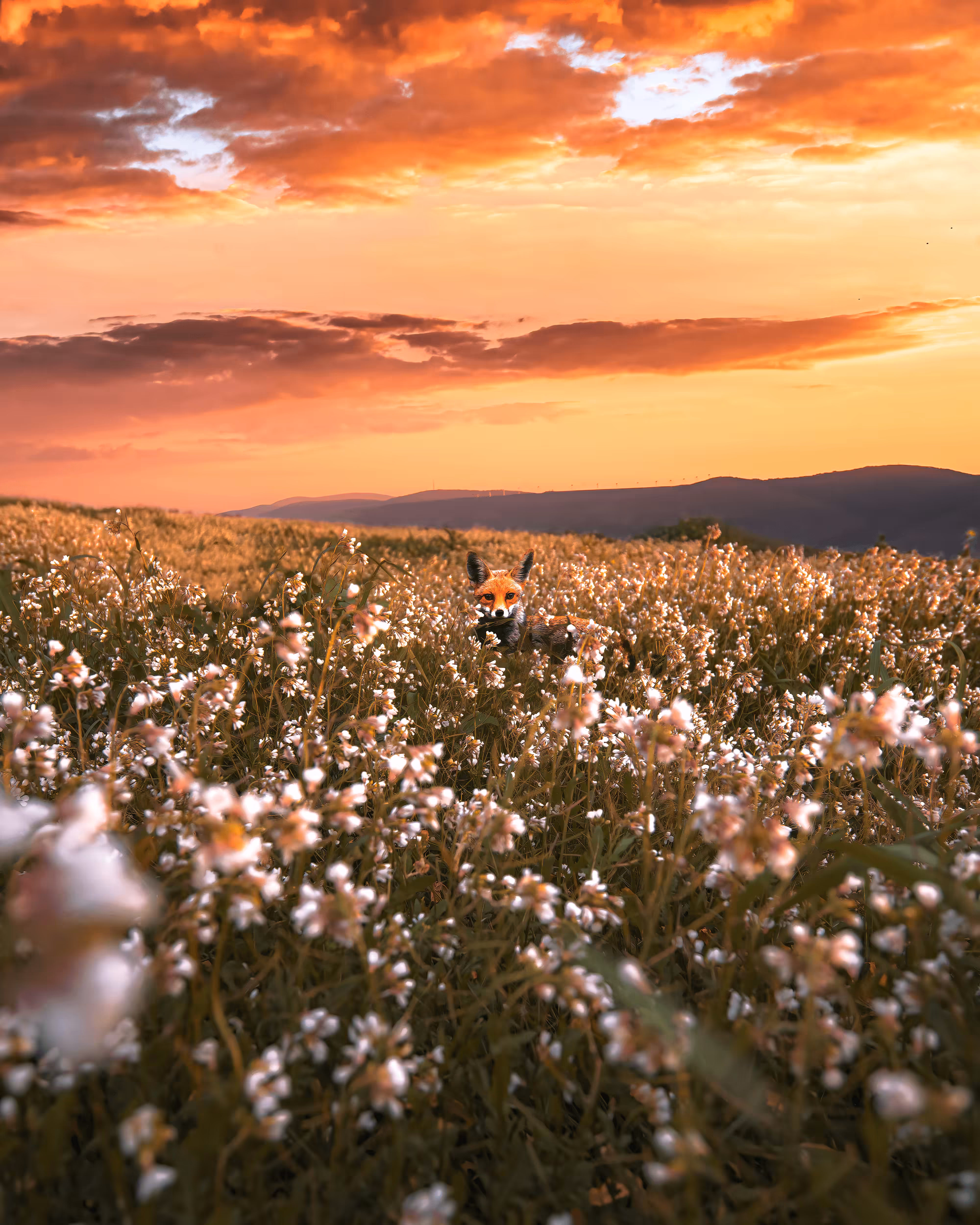 Dream Fox