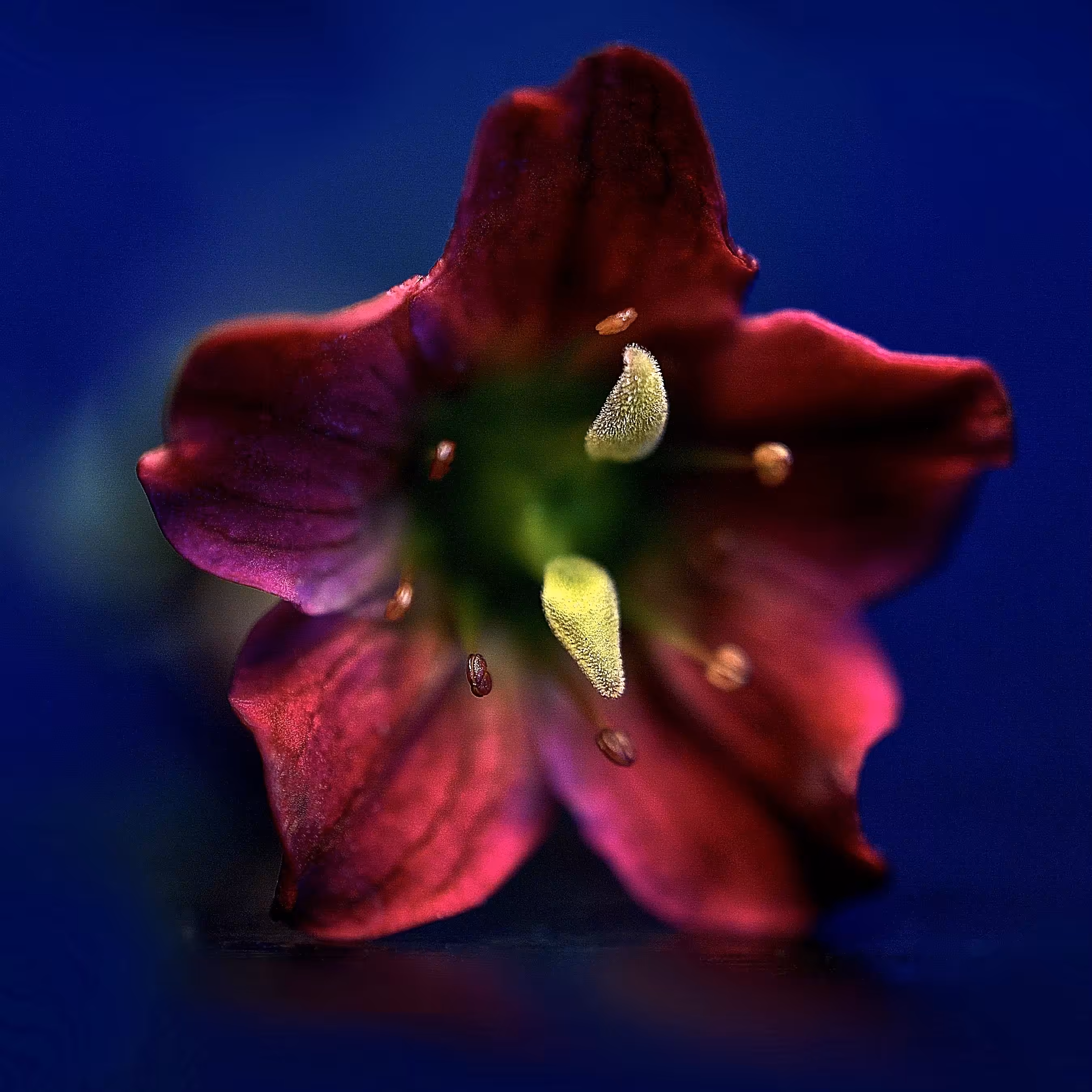 saxifrage macro