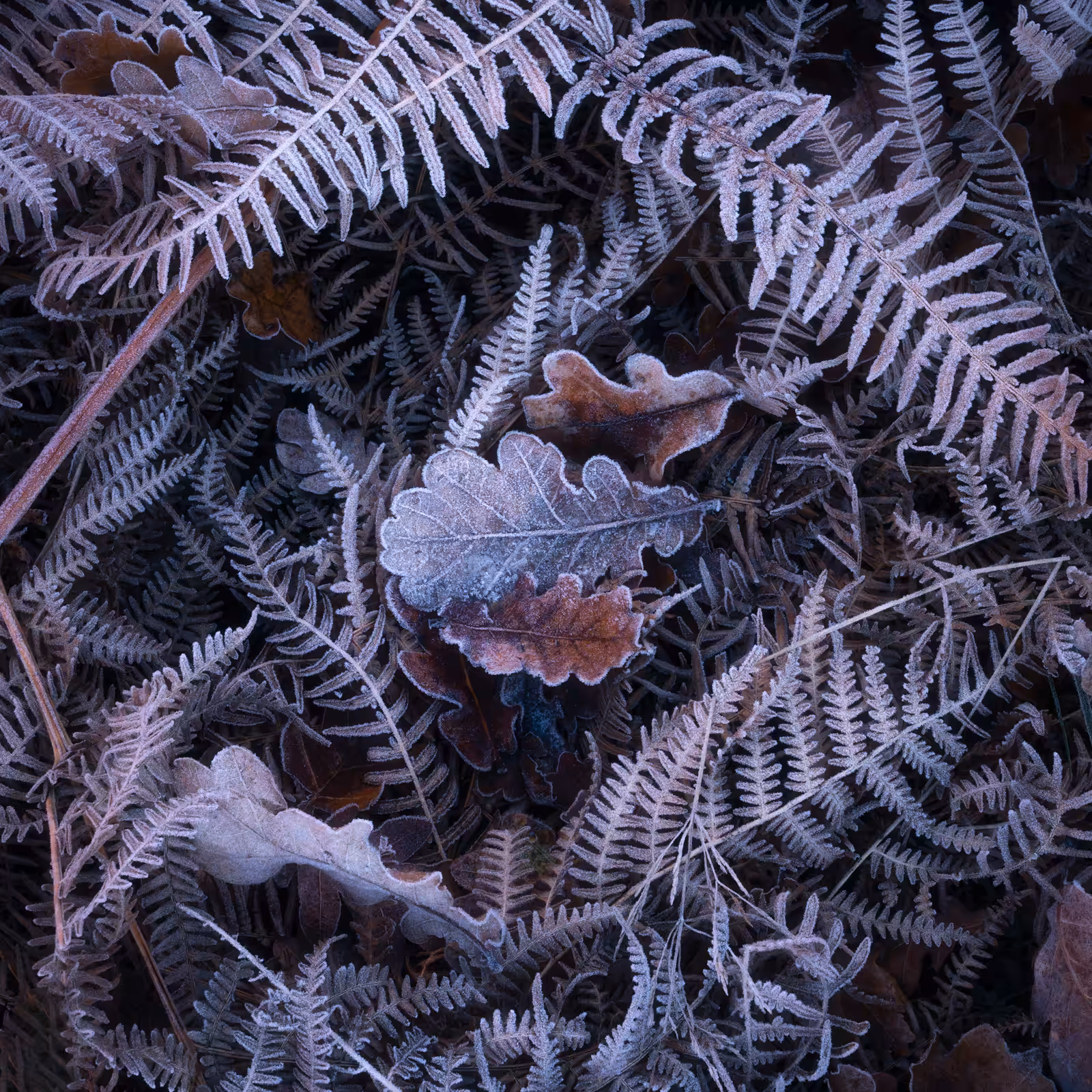 Ethereal Forests #17 - Icy Textures 