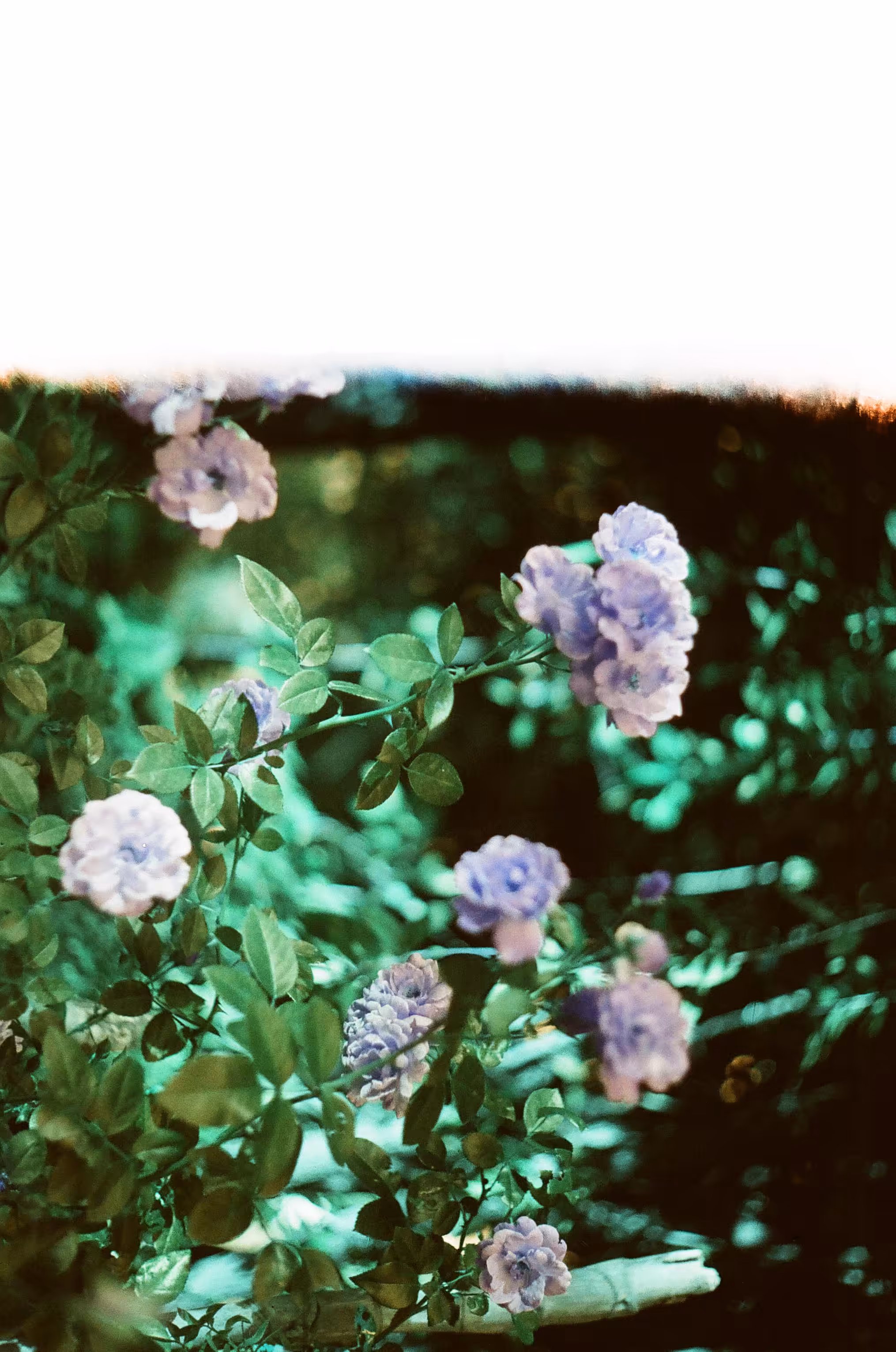  Film Photography Day 2026: bloom into the glow