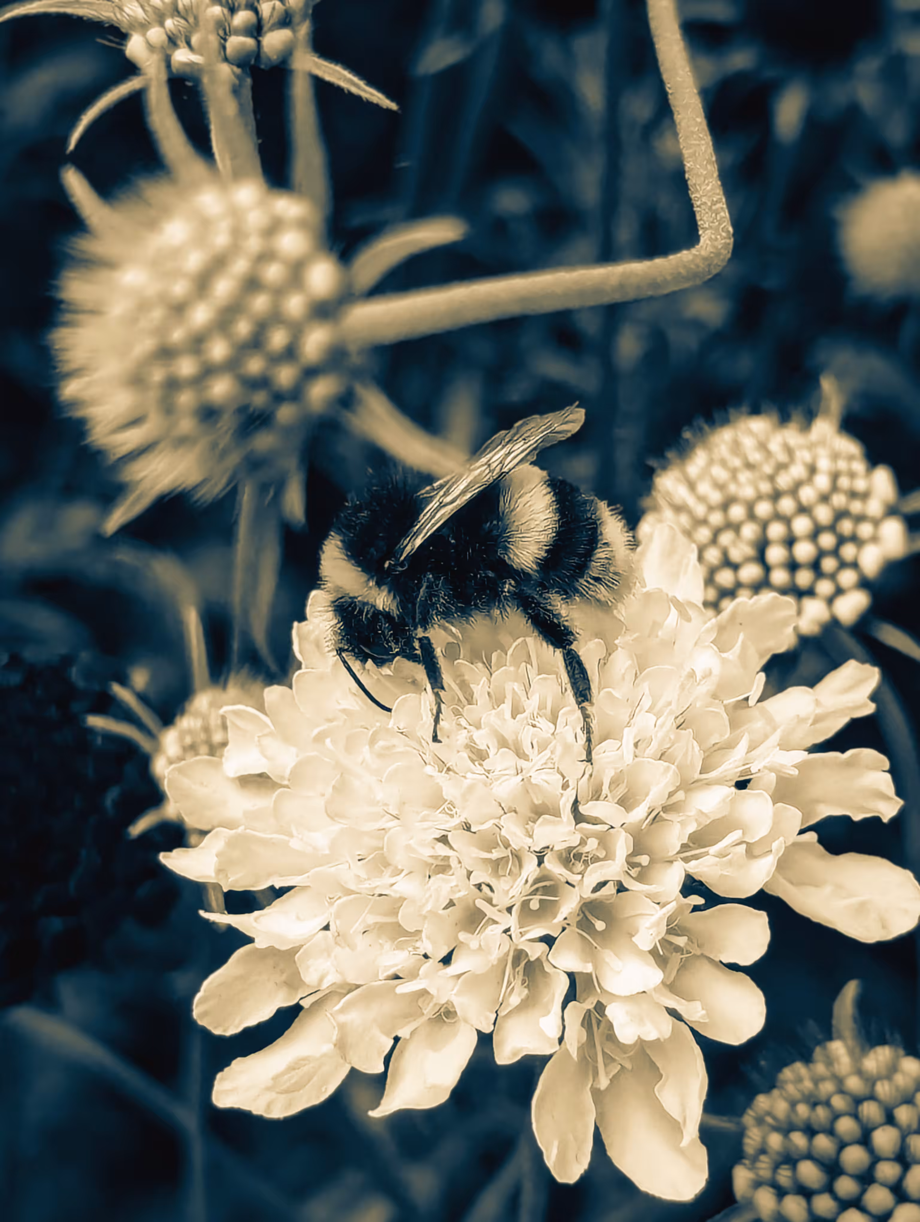 Bee Bright
