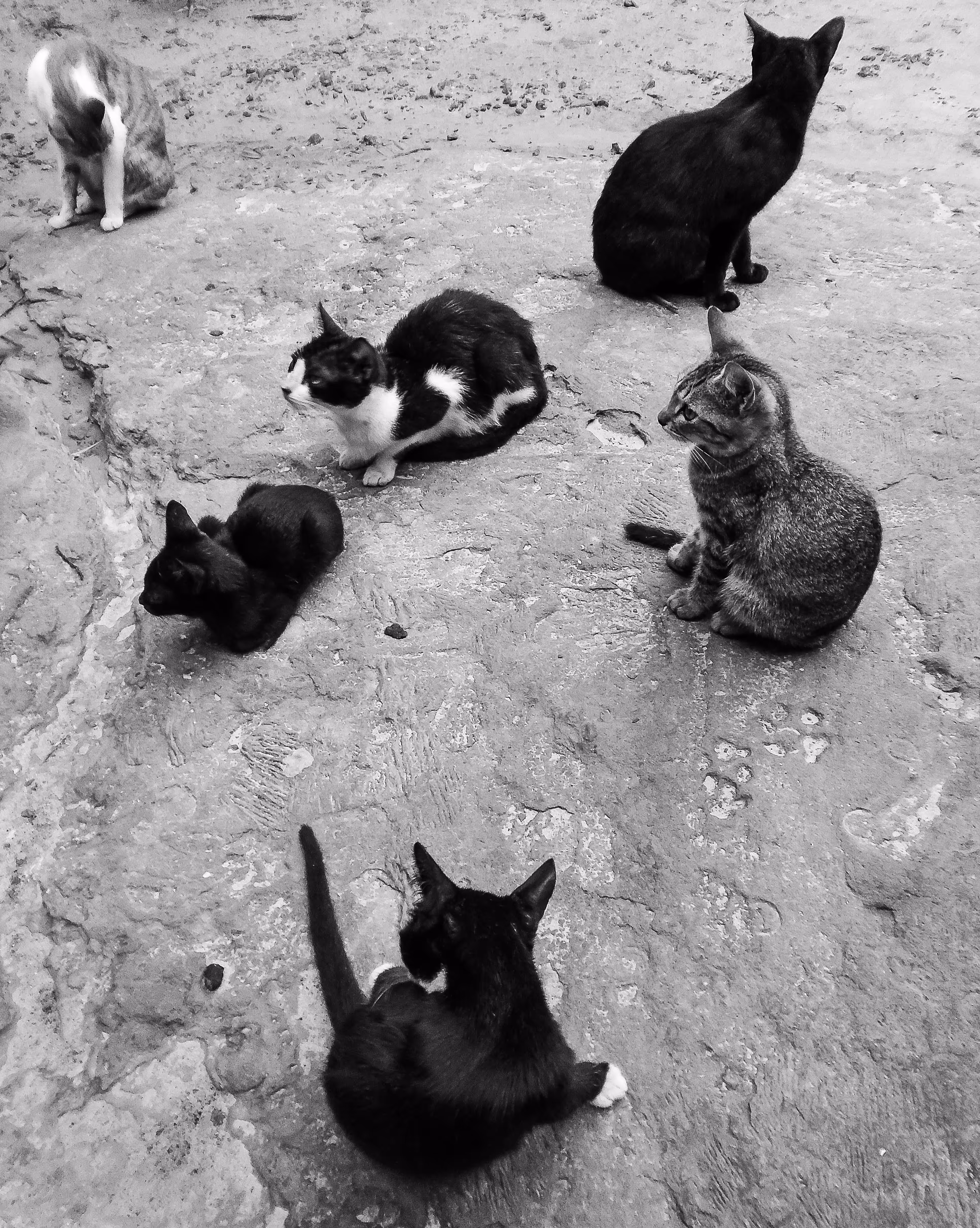 Top Cat and the Beverly Hills Cats
