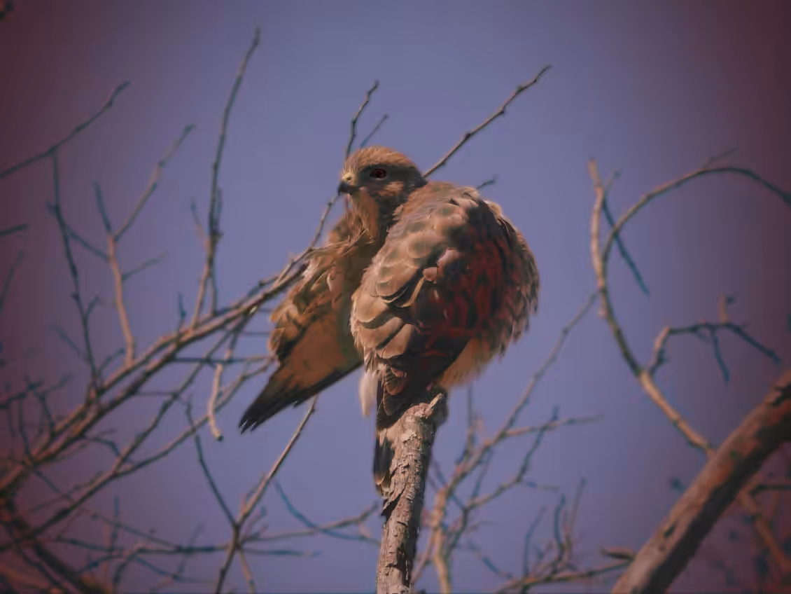 Fear the Hawk